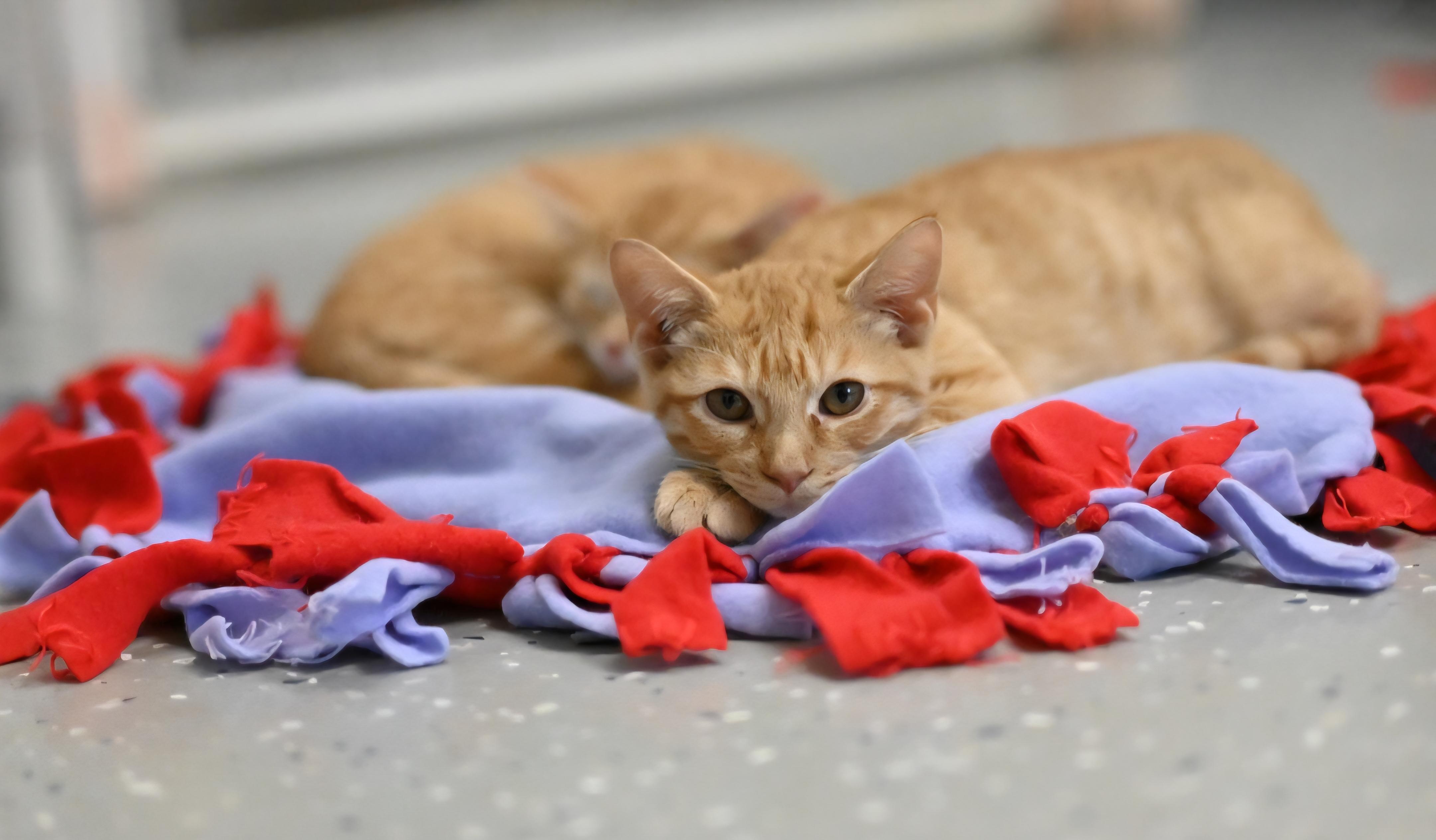 Pet Image