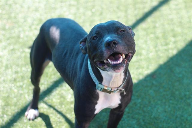 SEGA, Adoptable, Adult Female American Staffordshire Terrier & Mixed Breed.