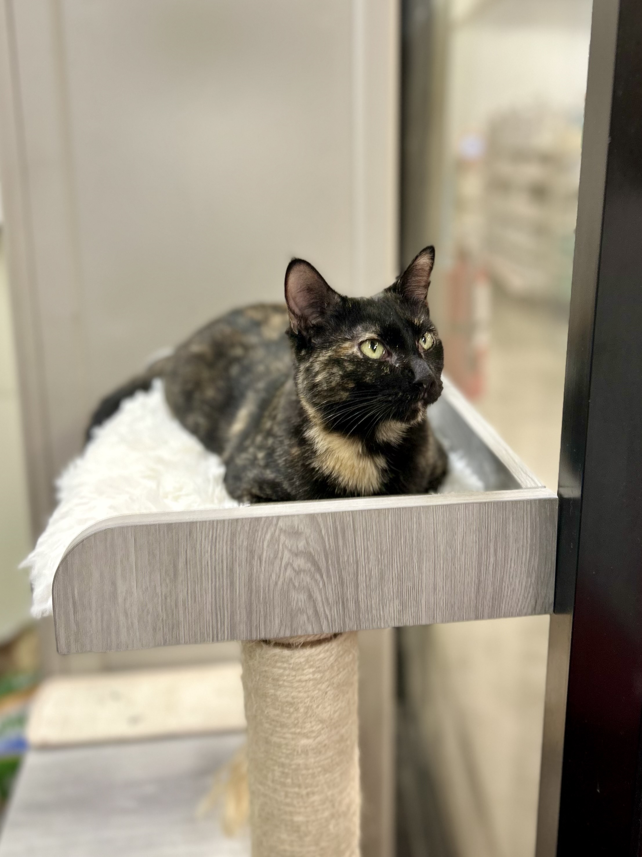 Pepper, Adult Female unknown