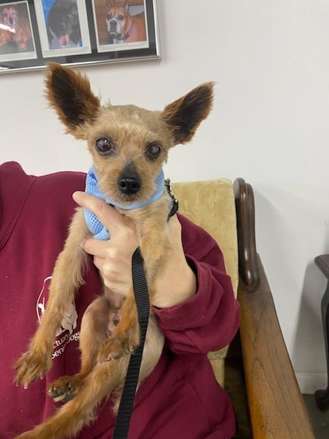 Robbie, a Adoptable mixed breed in Cleveland, OH image 2/4