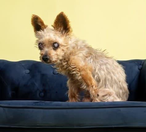 Robbie, Senior Male Yorkshire Terrier