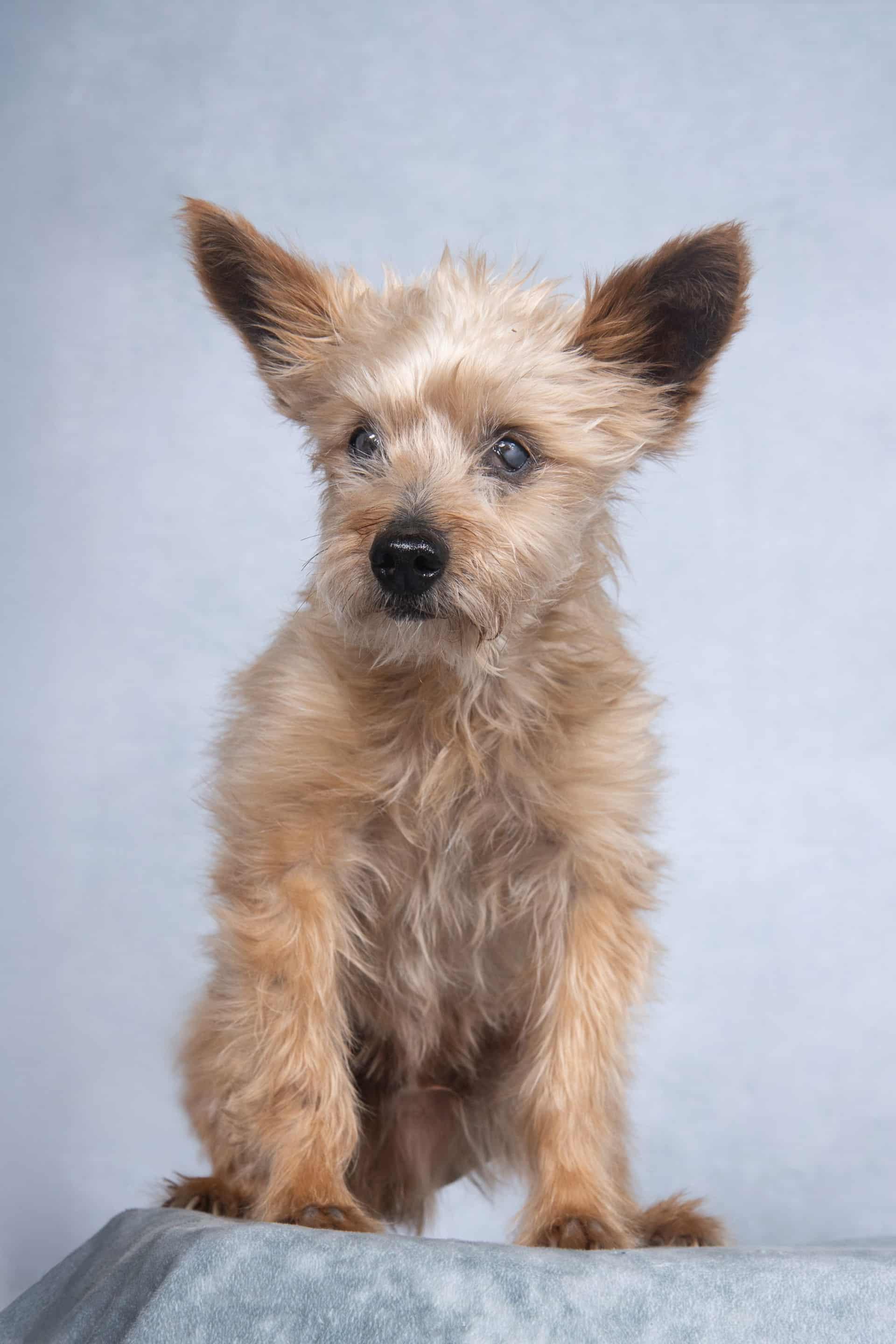 Robbie, a Adoptable mixed breed in Cleveland, OH image 1/4