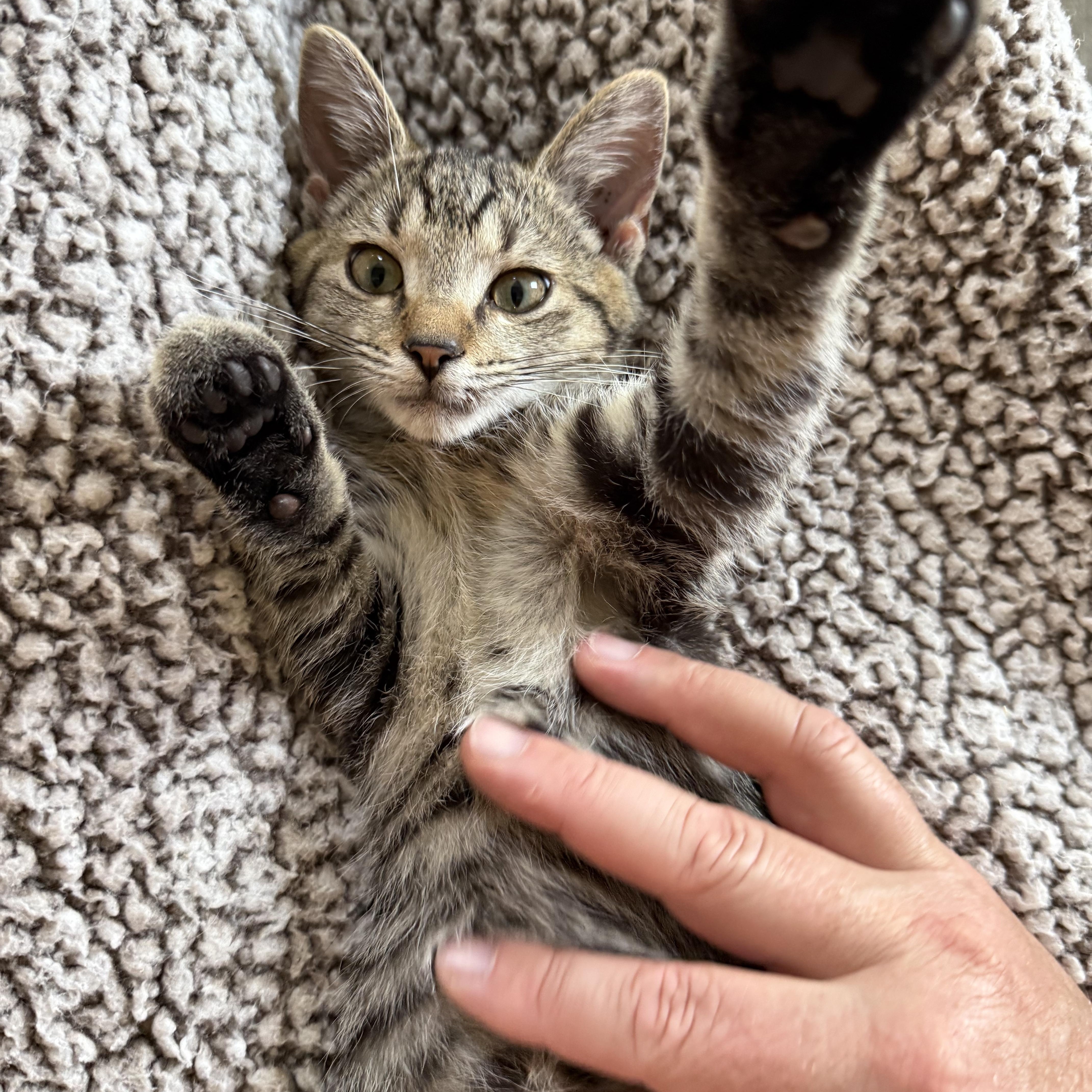 Scotty, adopted, Kitten Male Tabby & Domestic Short Hair.