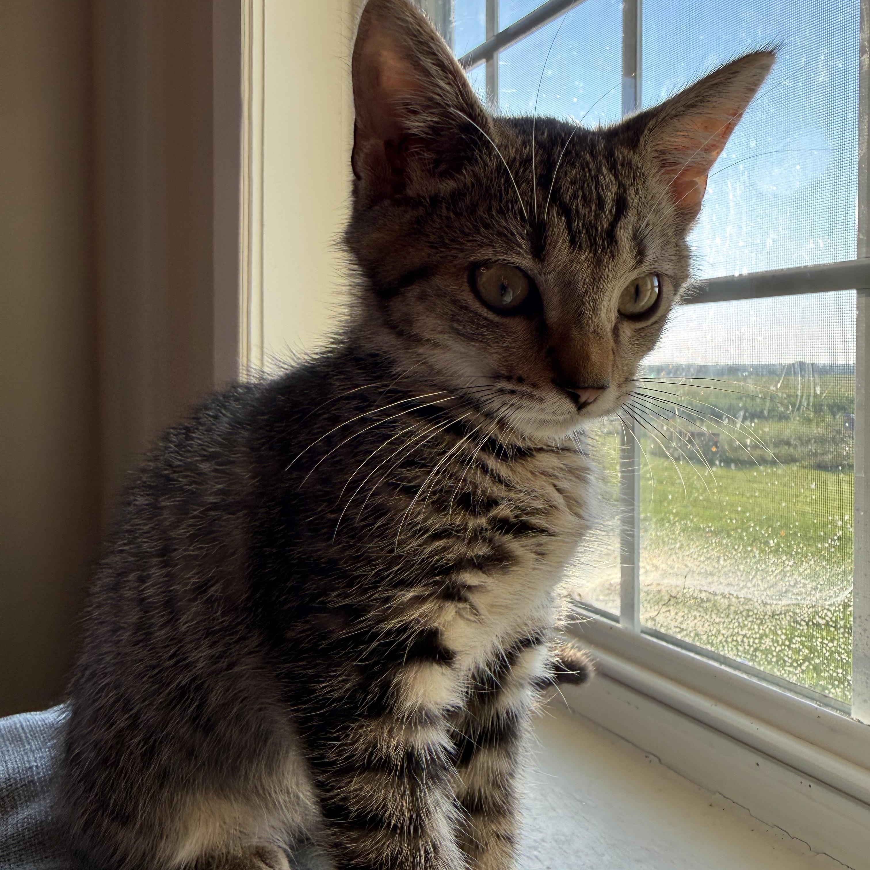 Scotty, an adopted mixed breed in Plain City, OH image 6/6