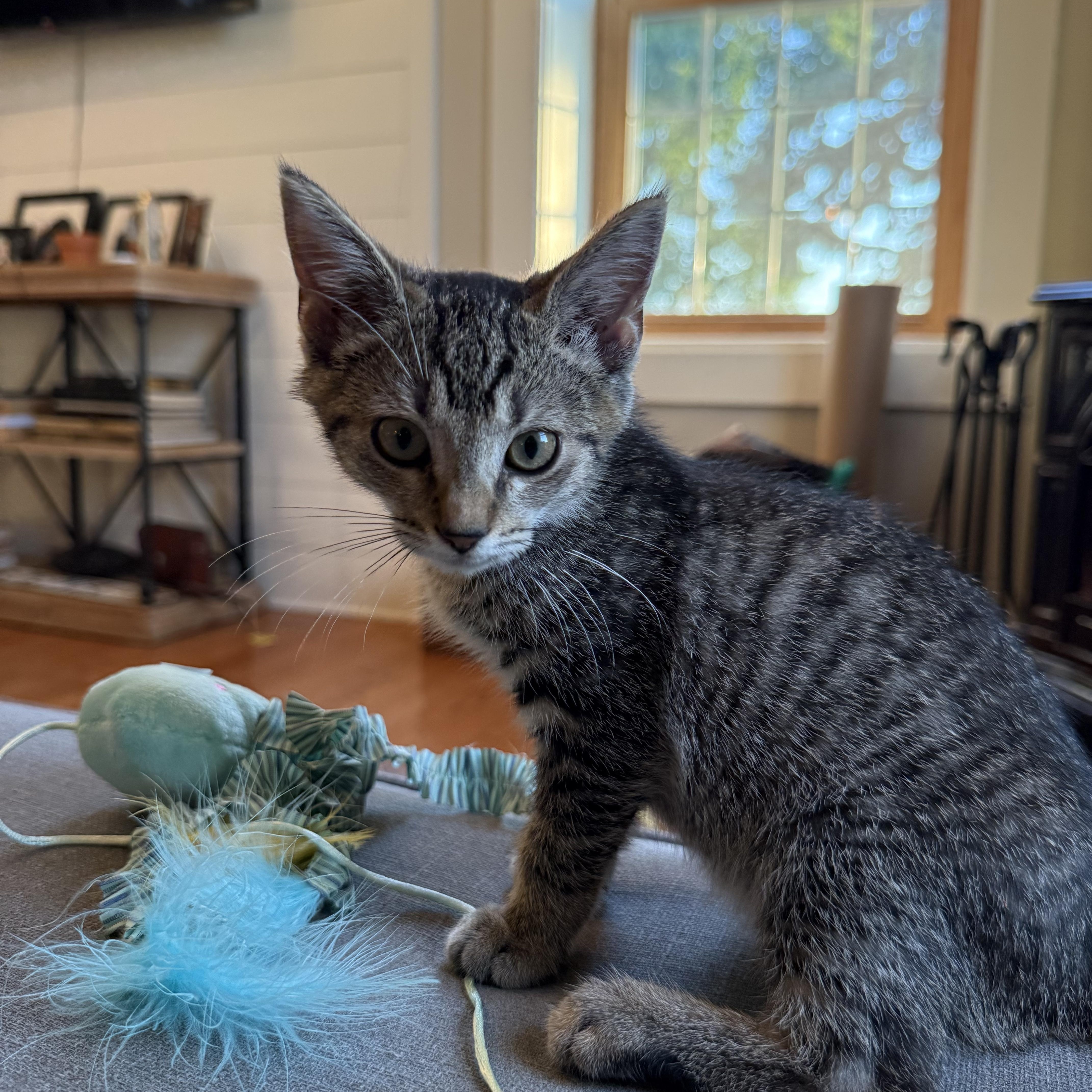Scotty, an adopted mixed breed in Plain City, OH image 5/6