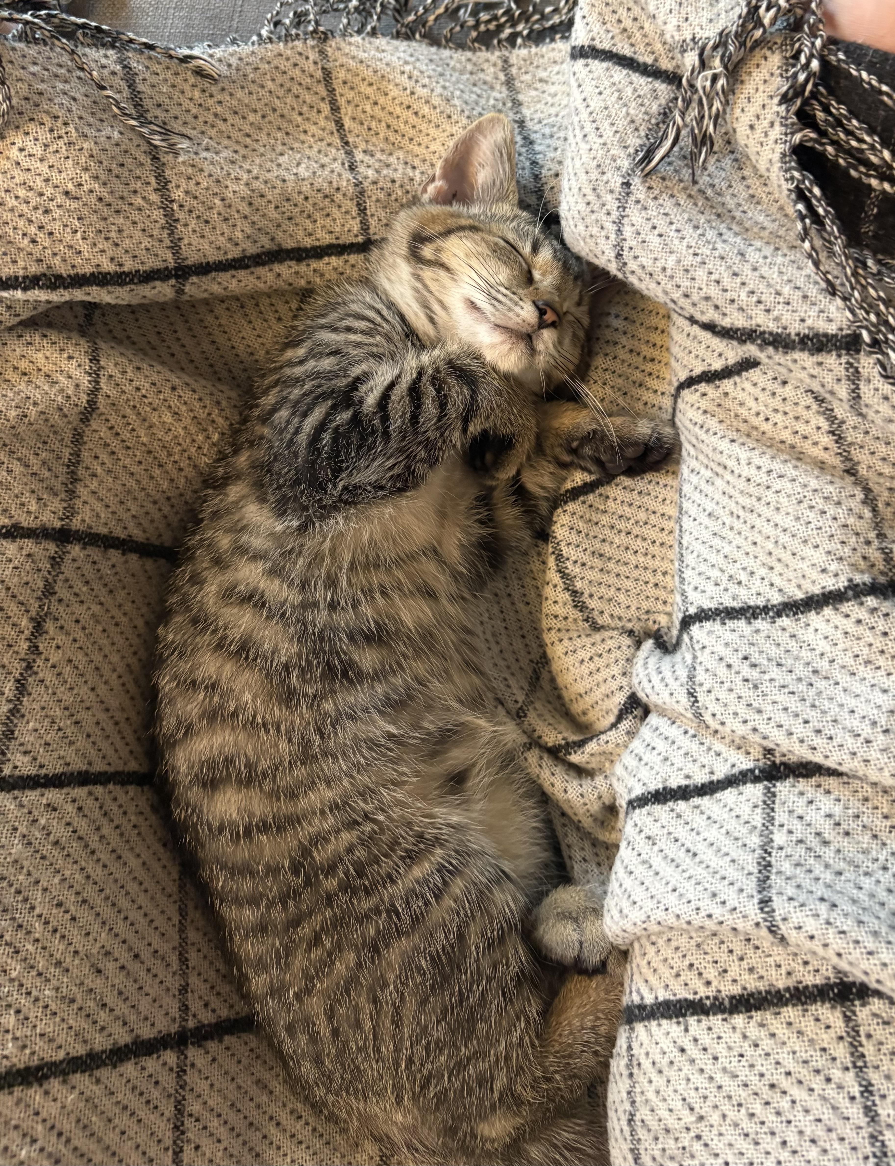 Scotty, an adopted mixed breed in Plain City, OH image 3/6