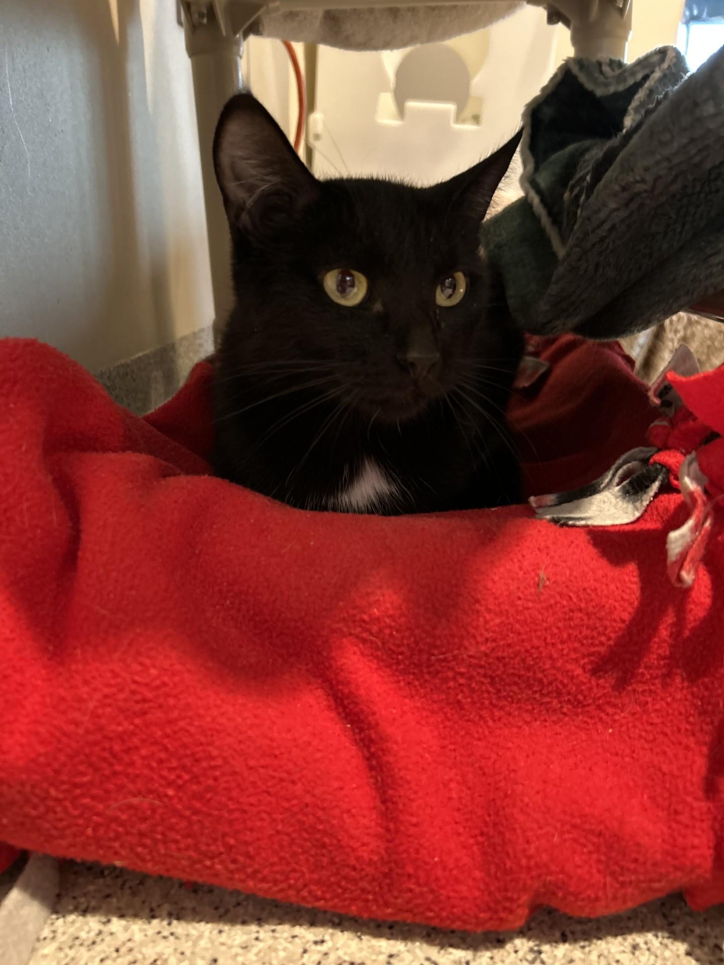 Egypt, a Adoptable Domestic Short Hair in Hamilton, MT image 1/3