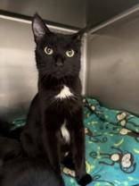 Egypt, a Adoptable Domestic Short Hair in Hamilton, MT image 2/3