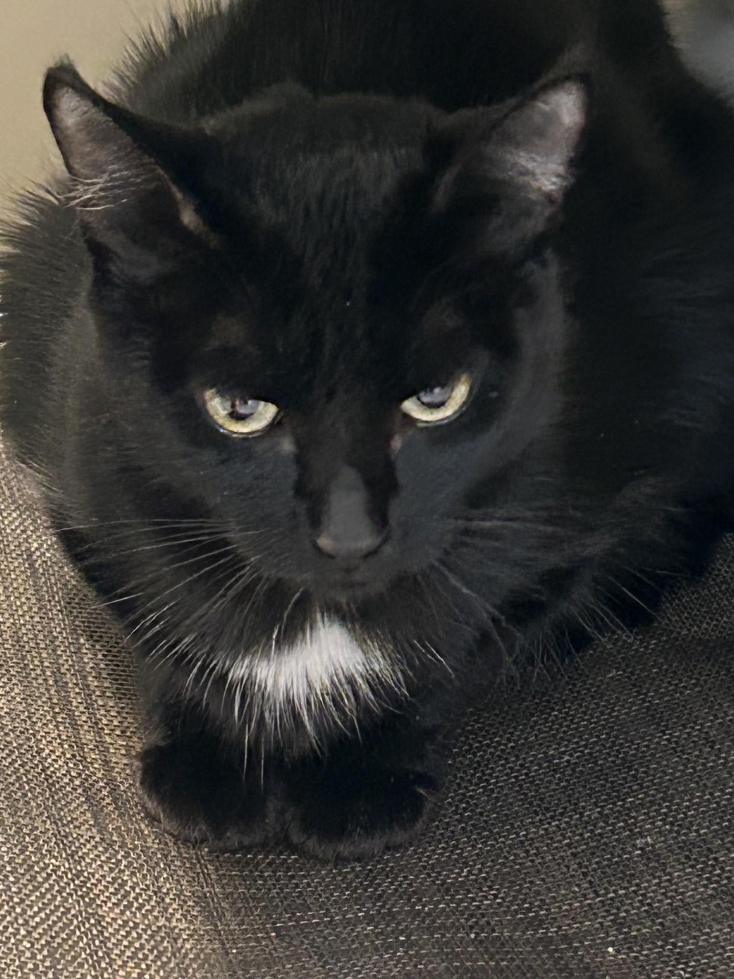 Egypt, a Adoptable Domestic Short Hair in Hamilton, MT image 3/3