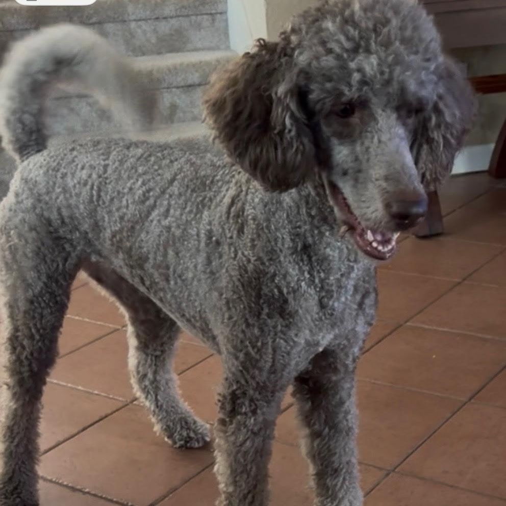 Gracie, adopted, Young Female Goldendoodle.