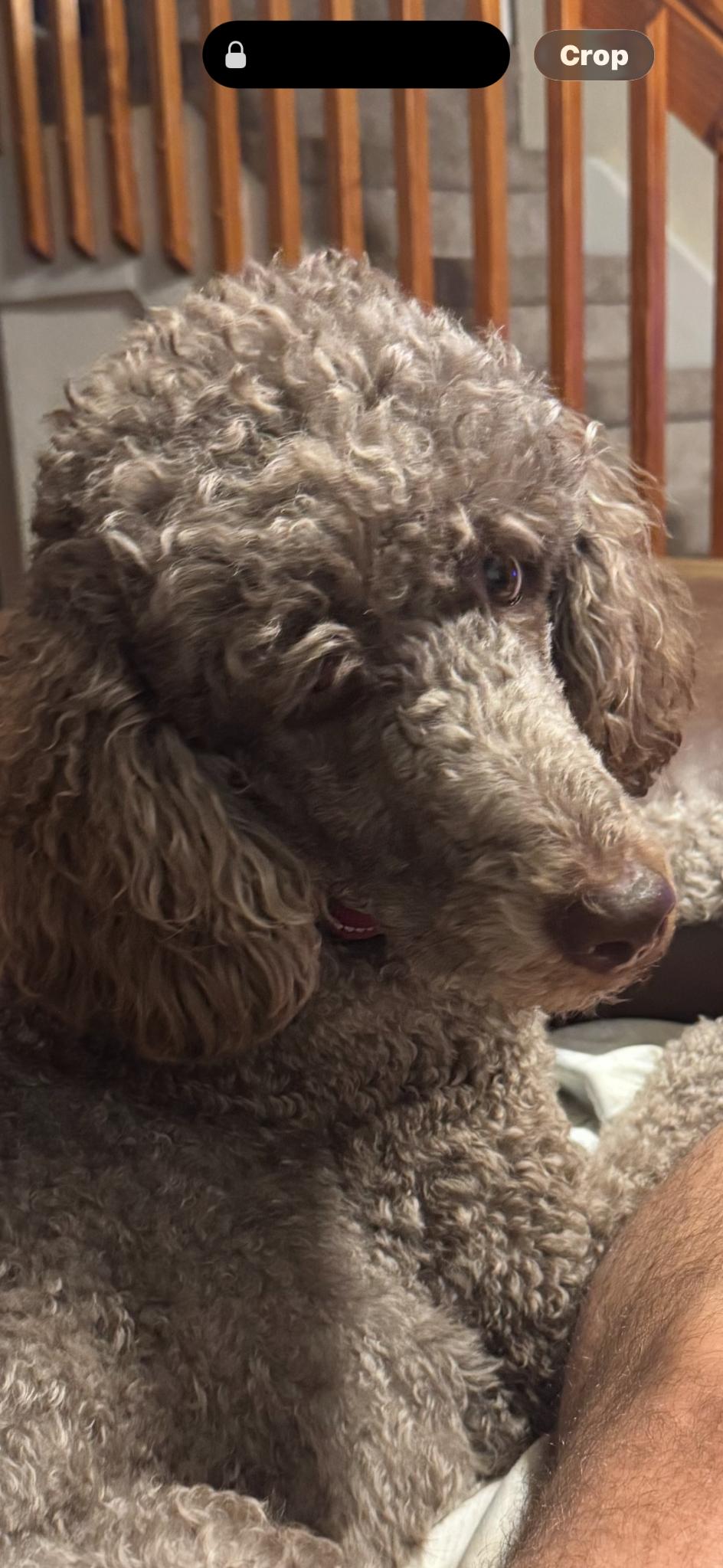 Gracie, an adopted Goldendoodle in Wilton manors , FL image 3/3