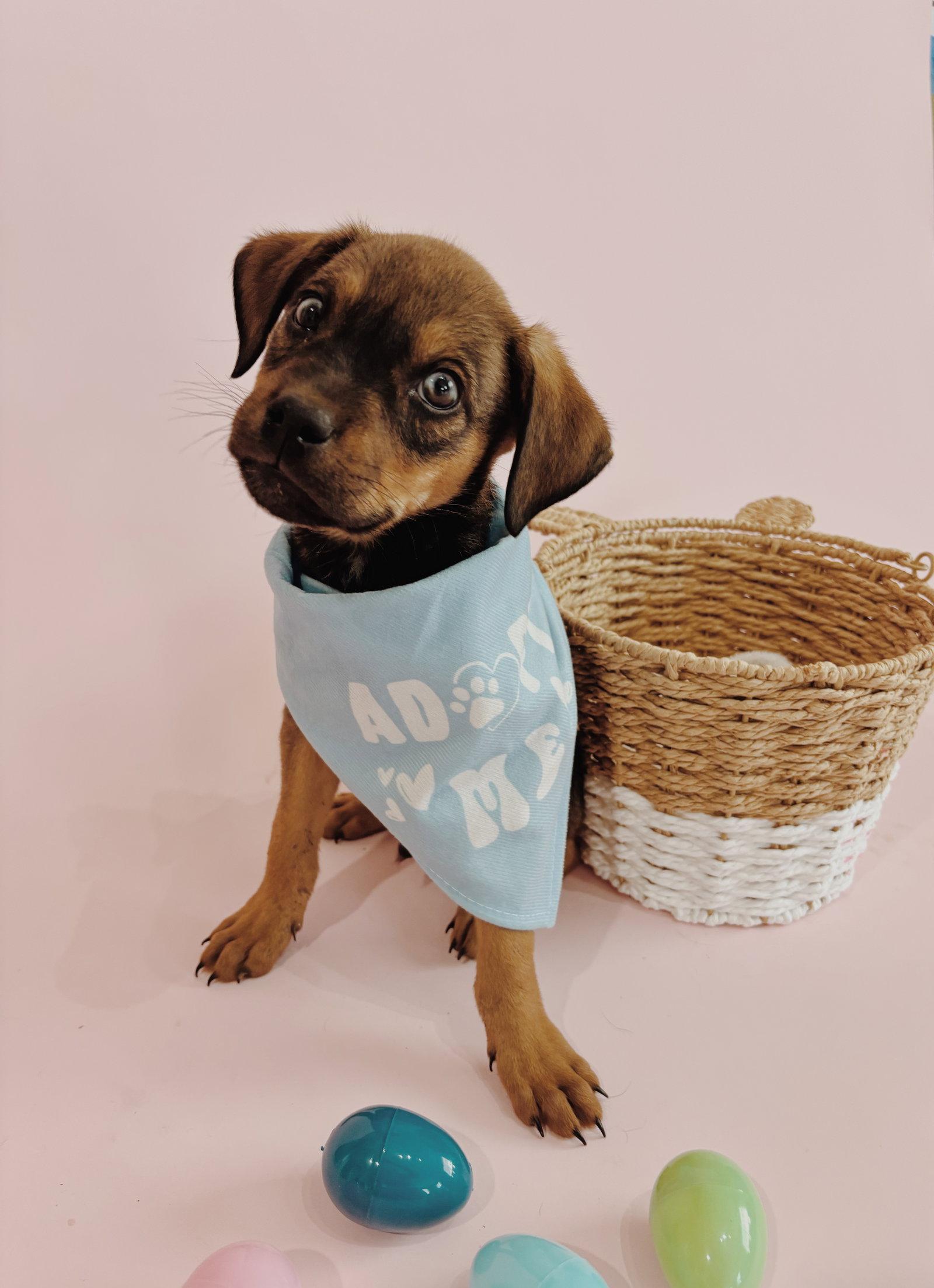 Enlarge Thumper, a Adoptable mixed breed in Fullerton, CA image 1/2