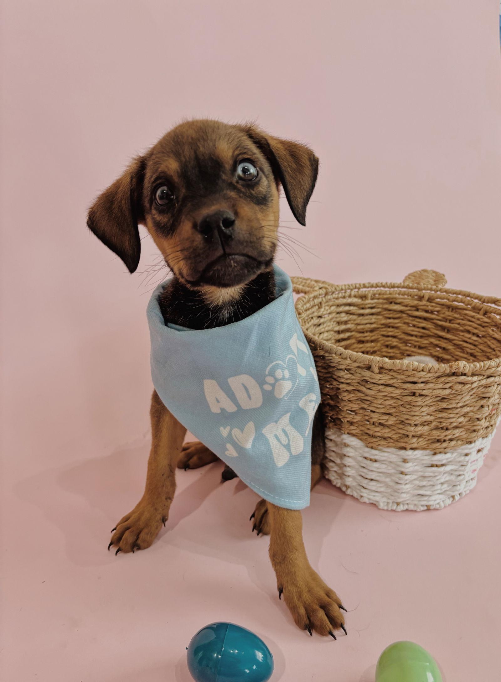 Thumper, Adoptable, Puppy Male Labrador Retriever & Rottweiler.