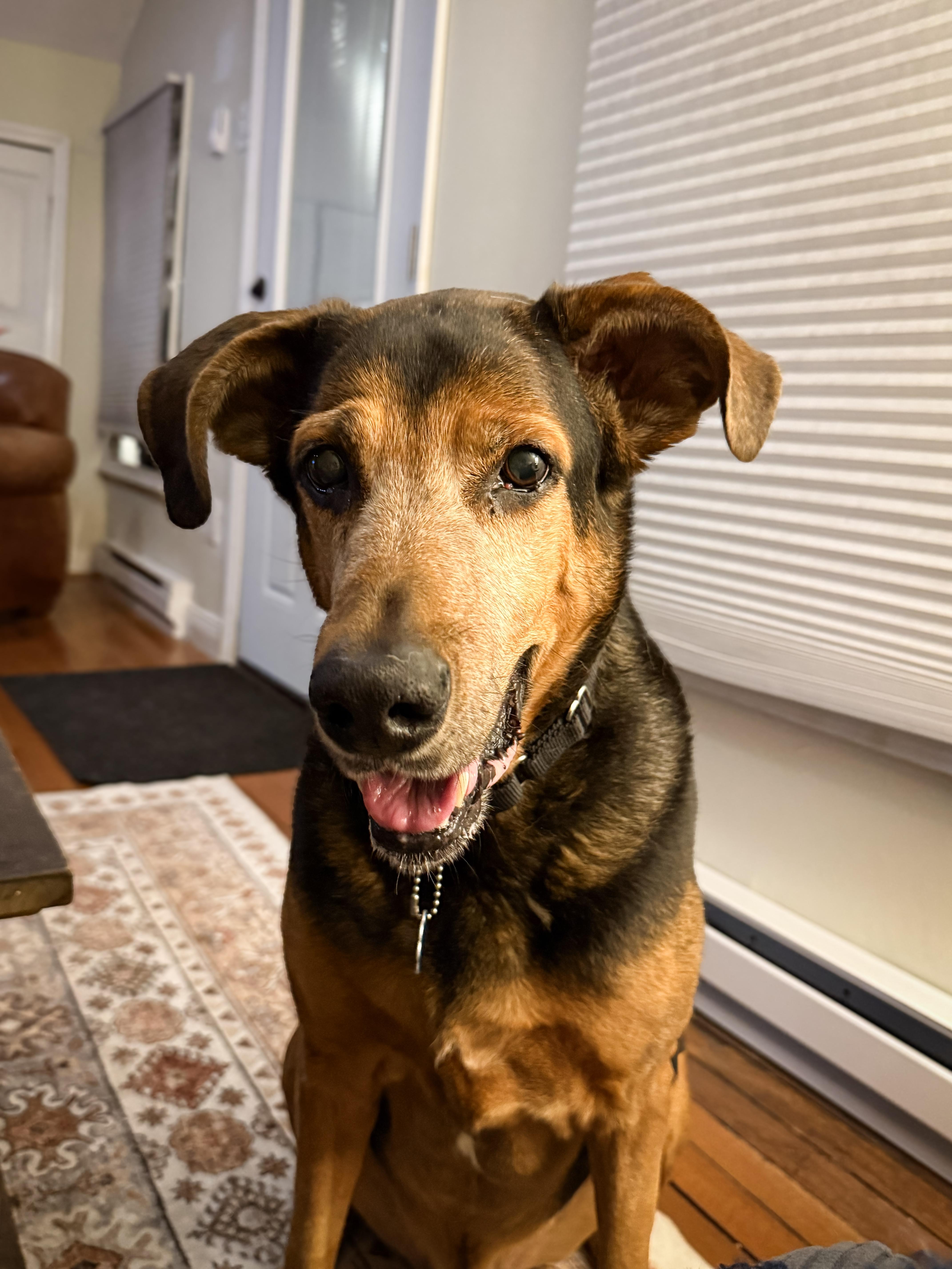 Enlarge BUD, a ADOPTABLE mixed breed in Philadelphia, PA image 5/5