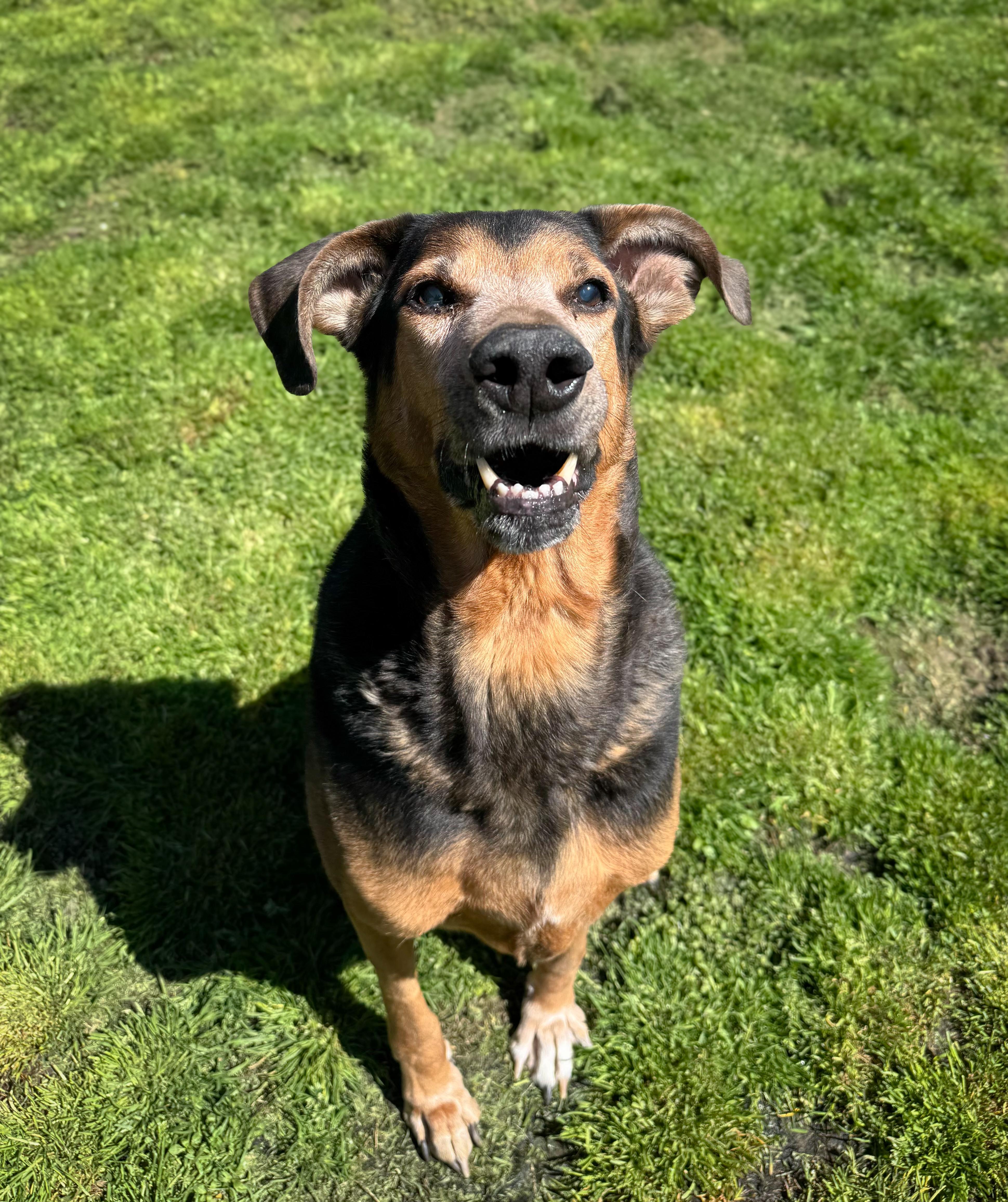BUD, ADOPTABLE, Senior Male Hound & Shepherd.