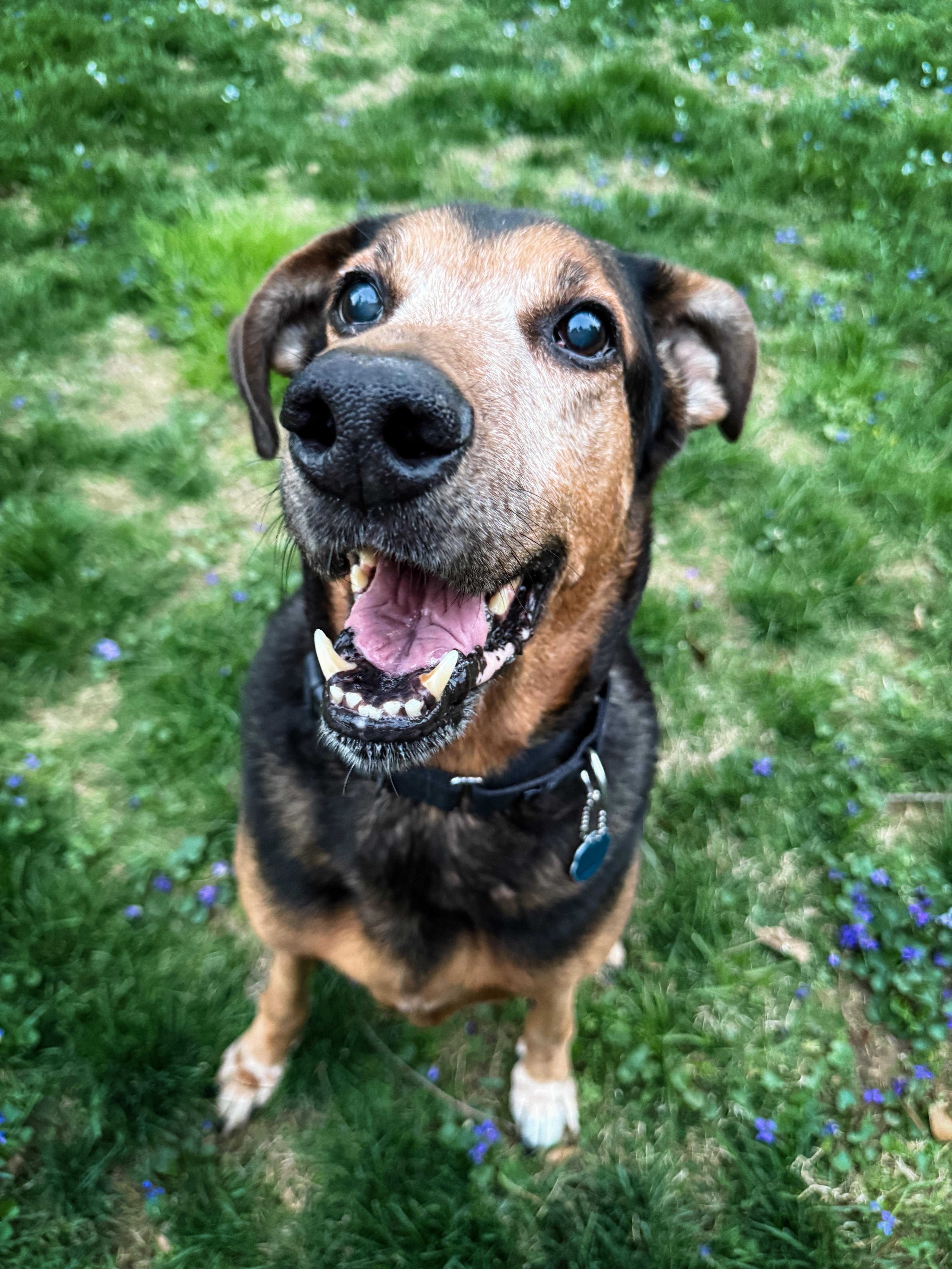 Enlarge BUD, a ADOPTABLE mixed breed in Philadelphia, PA image 4/5