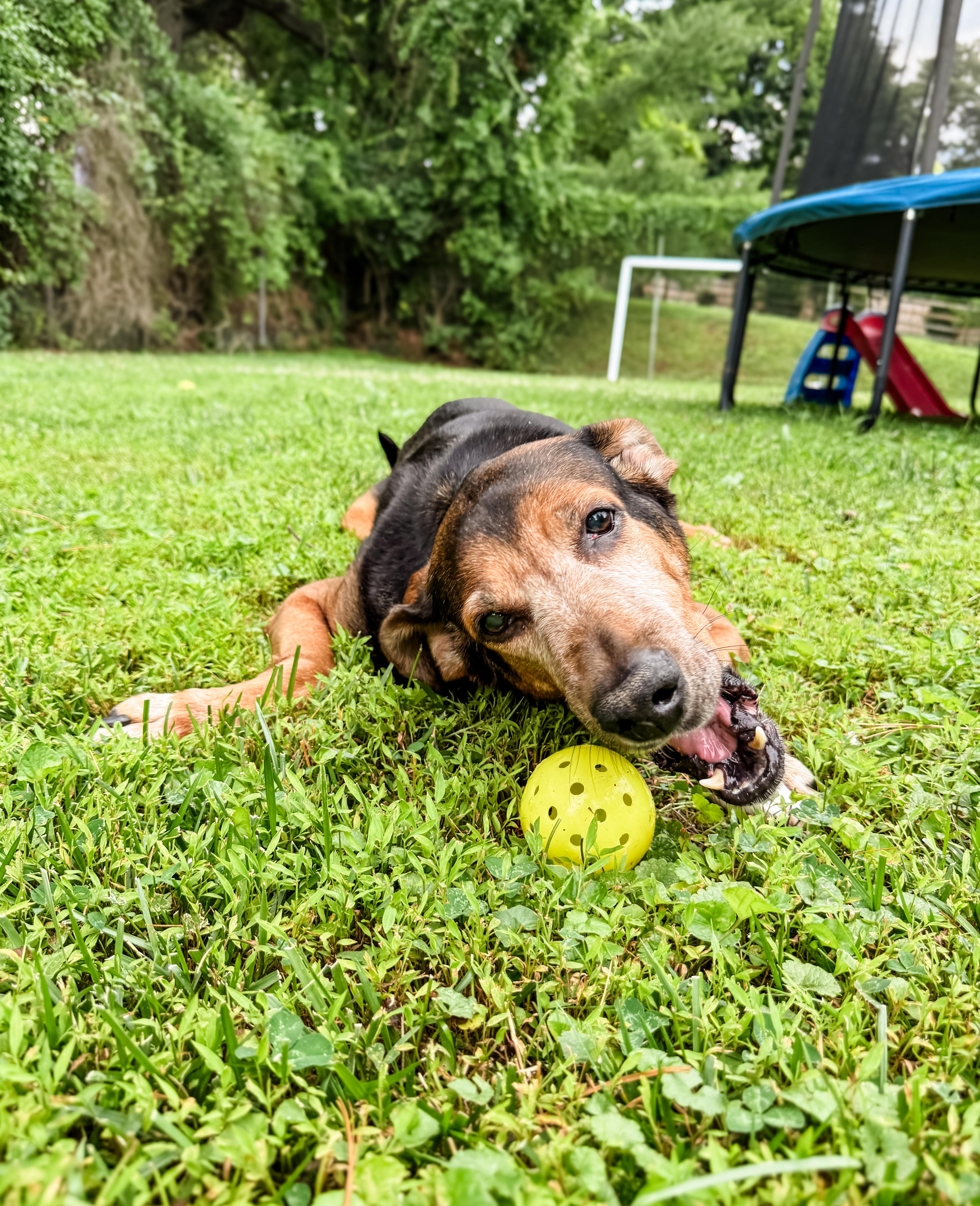 Enlarge BUD, an adoptable mixed breed in Philadelphia, PA image 6/6