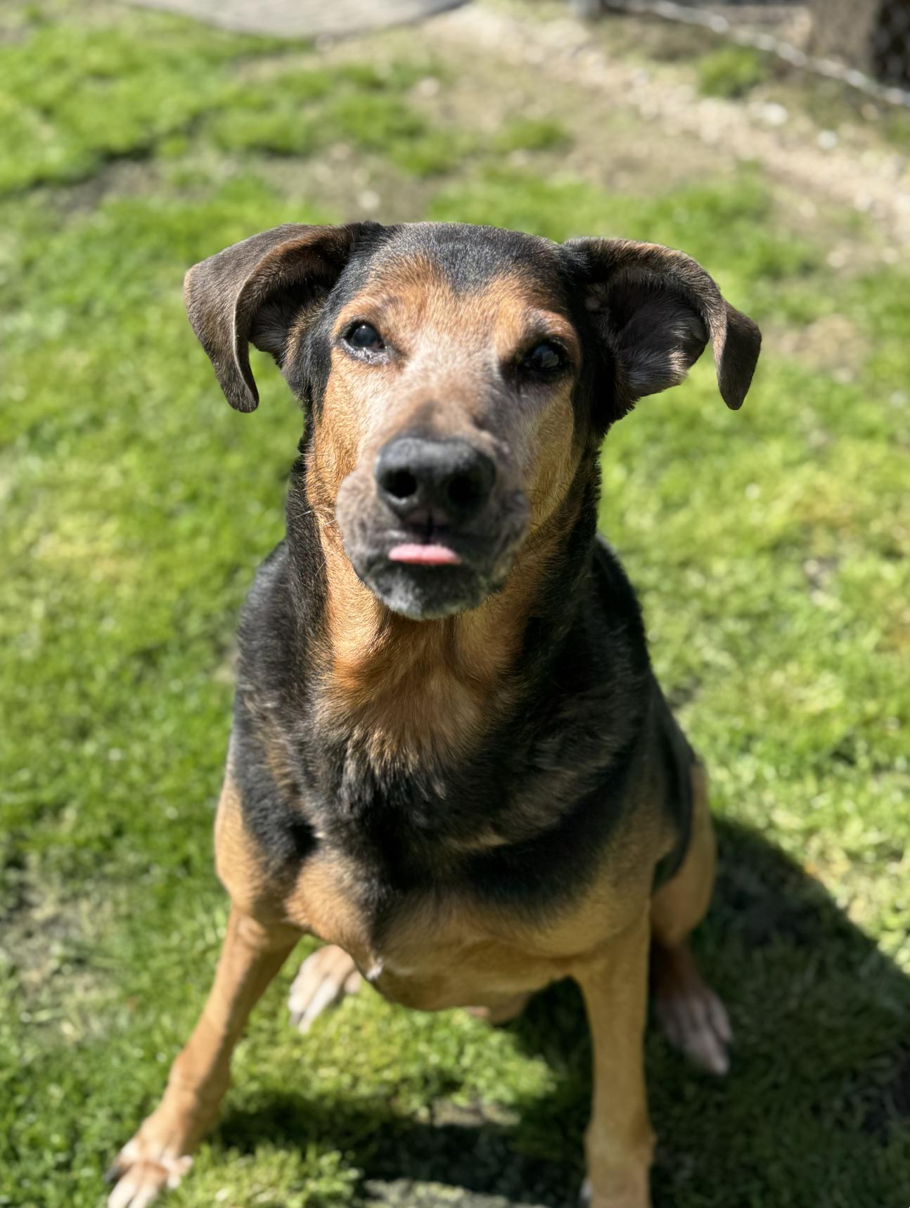 Enlarge BUD, a ADOPTABLE mixed breed in Philadelphia, PA image 4/5