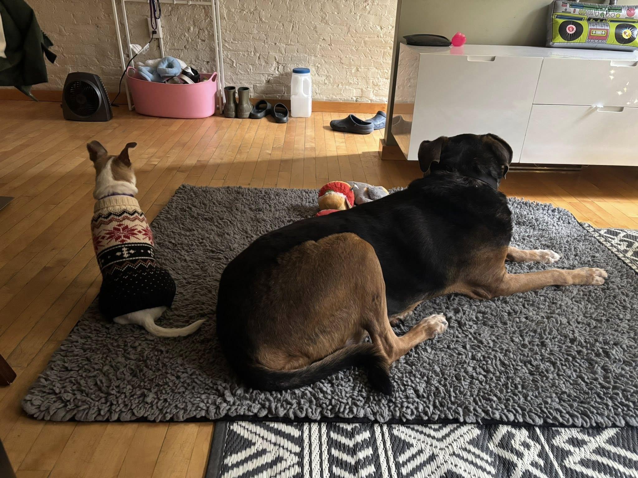 Enlarge BUD, a ADOPTABLE mixed breed in Philadelphia, PA image 3/5