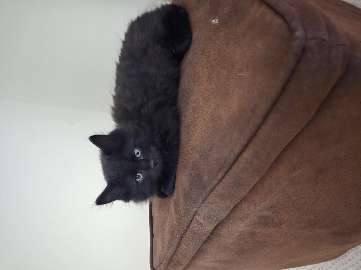 Prada, Adoptable, Kitten Male Domestic Medium Hair.