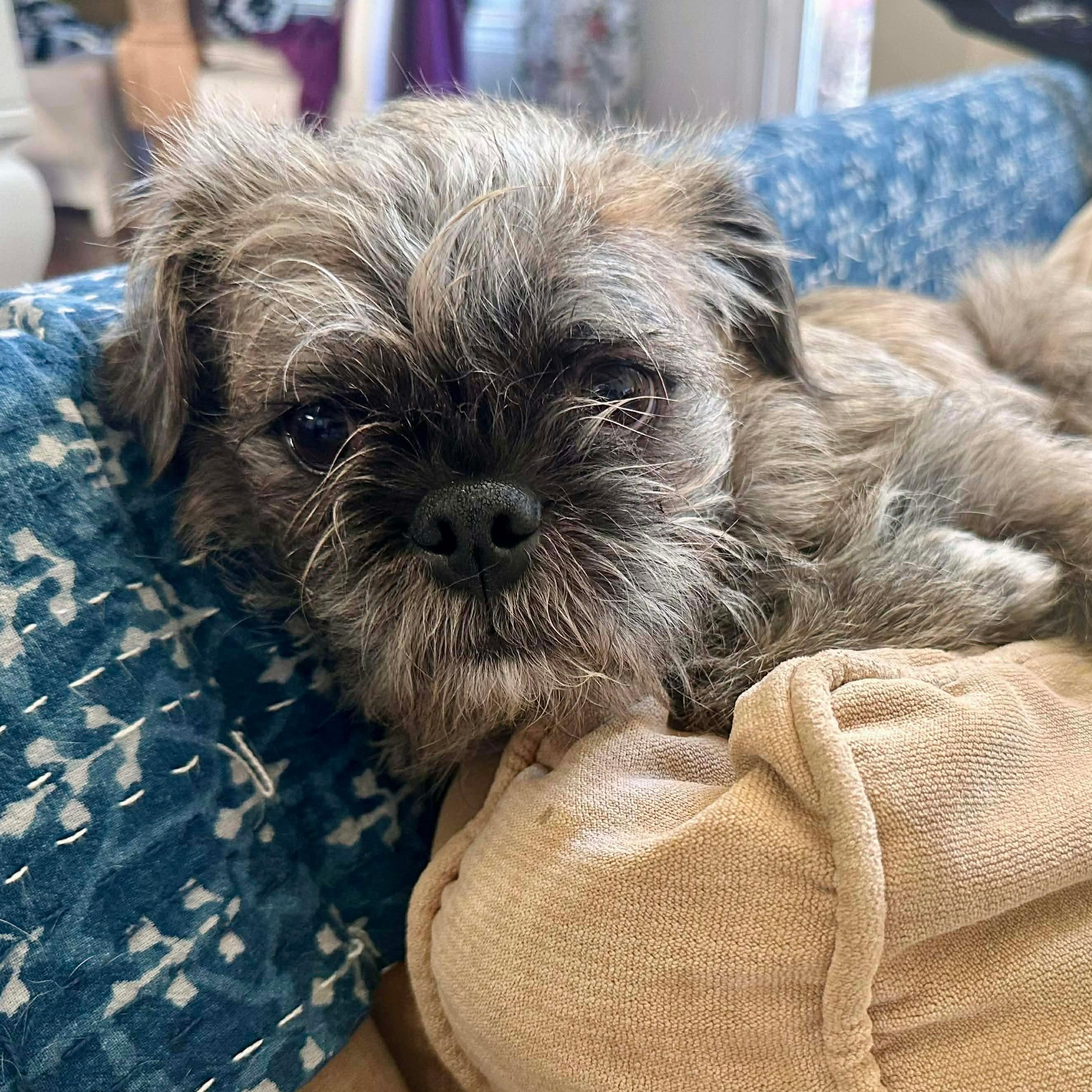 Griffin — thumbnail 2