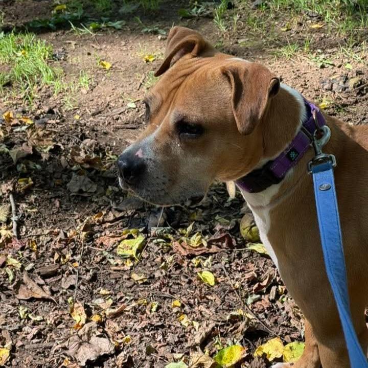 Prince, an adoptable mixed breed in Phoenixville, PA image 5/6