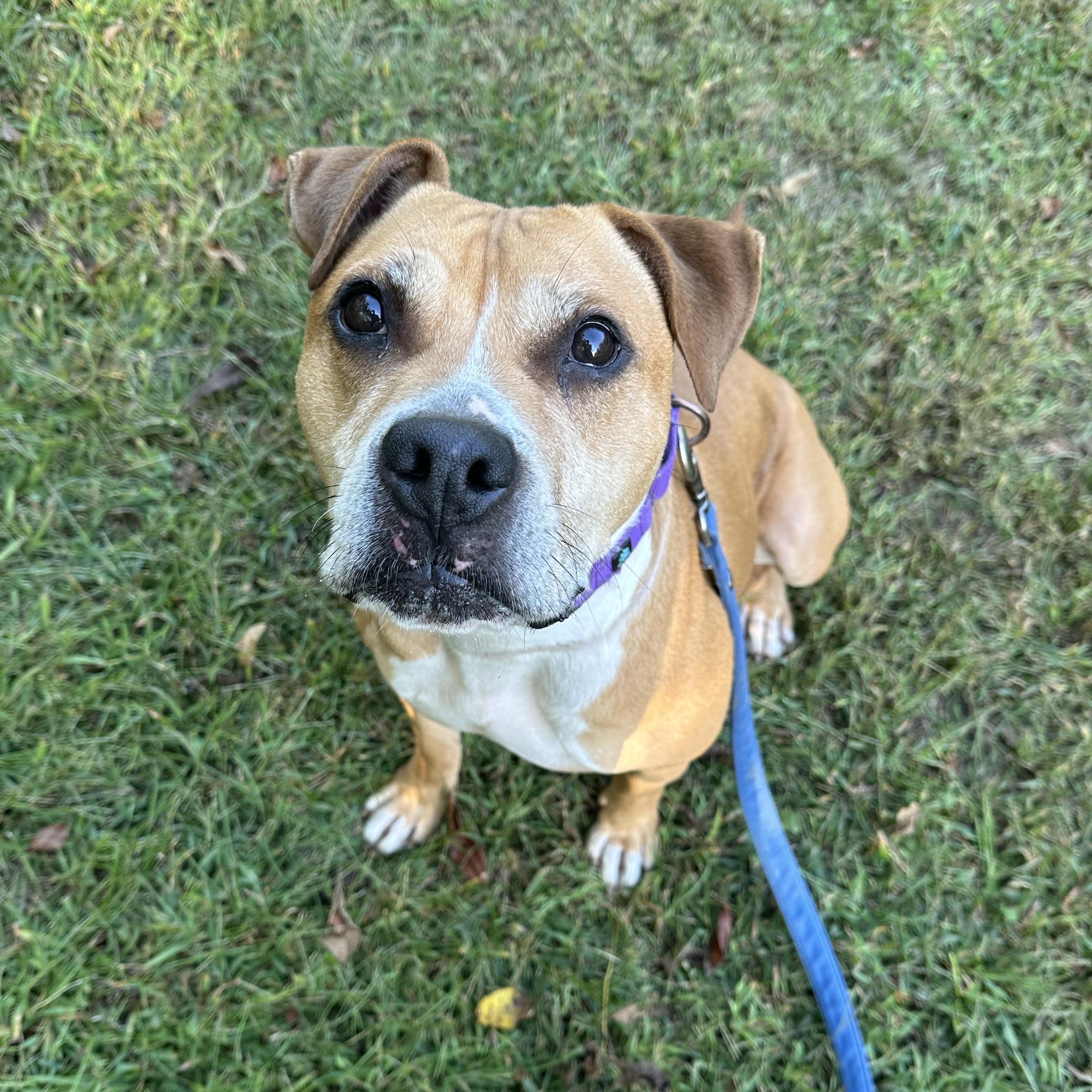 Prince, an adoptable mixed breed in Phoenixville, PA image 4/6