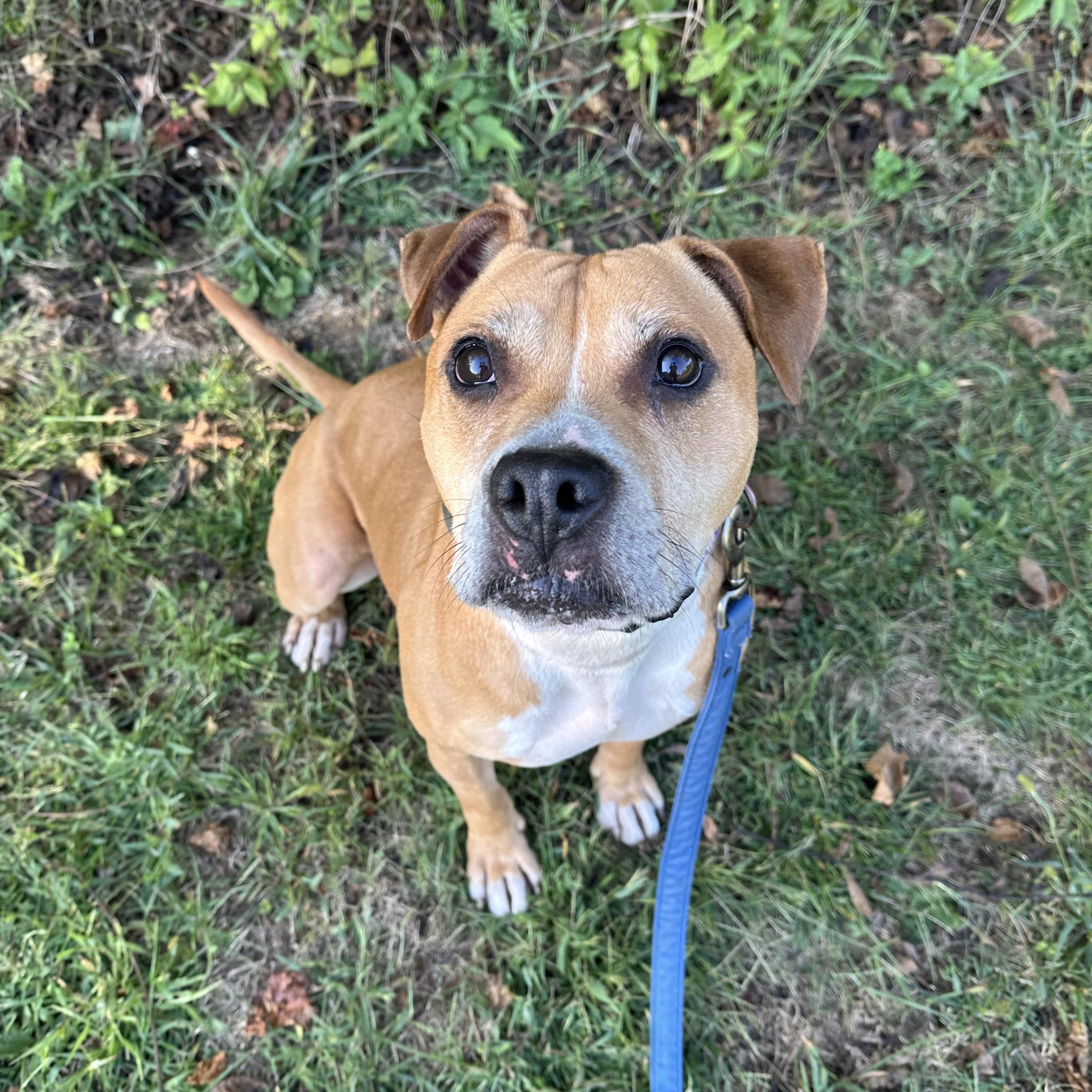 Prince, an adoptable mixed breed in Phoenixville, PA image 2/6