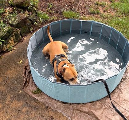 Prince, an adoptable mixed breed in Phoenixville, PA image 2/6