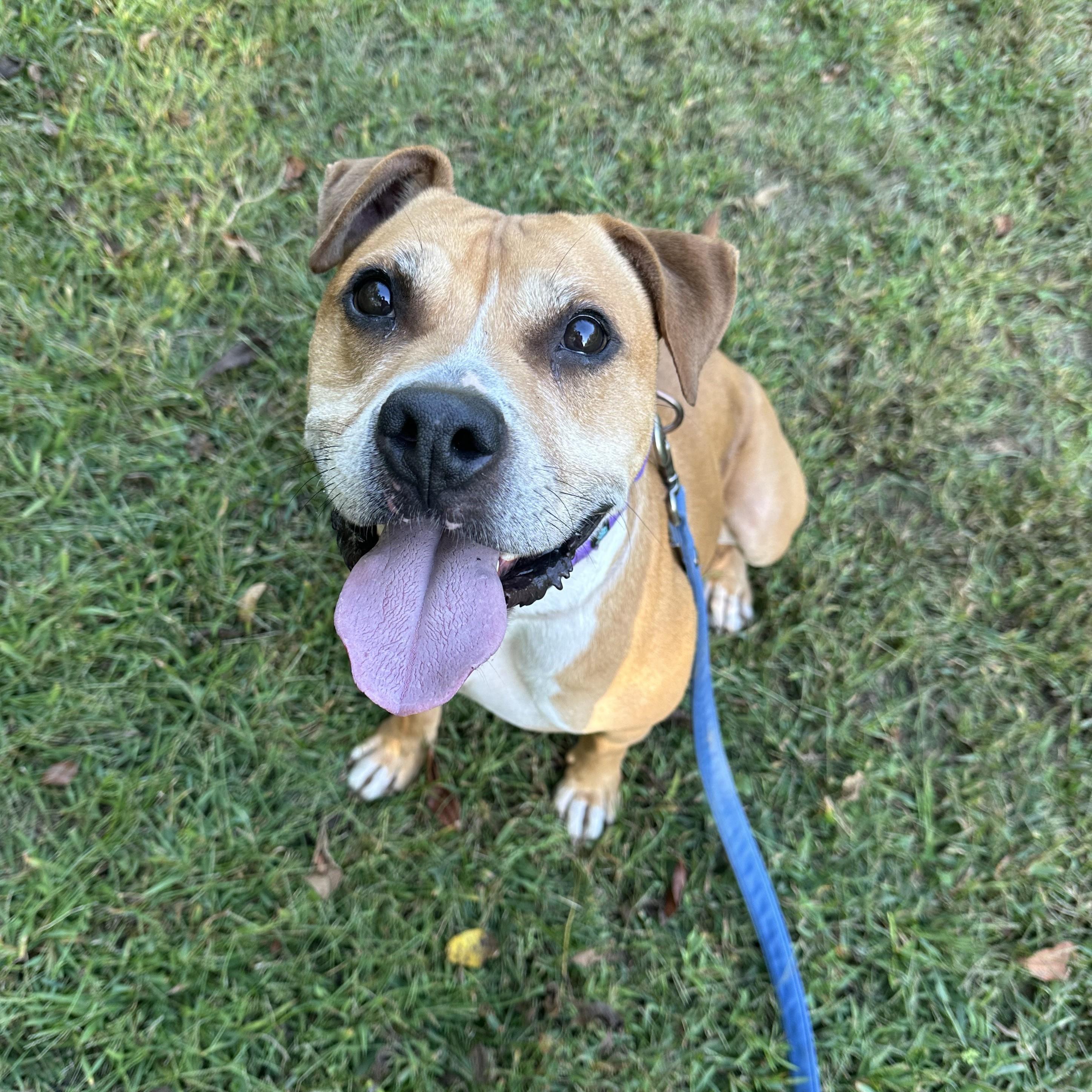 Prince, an adoptable mixed breed in Phoenixville, PA image 3/6