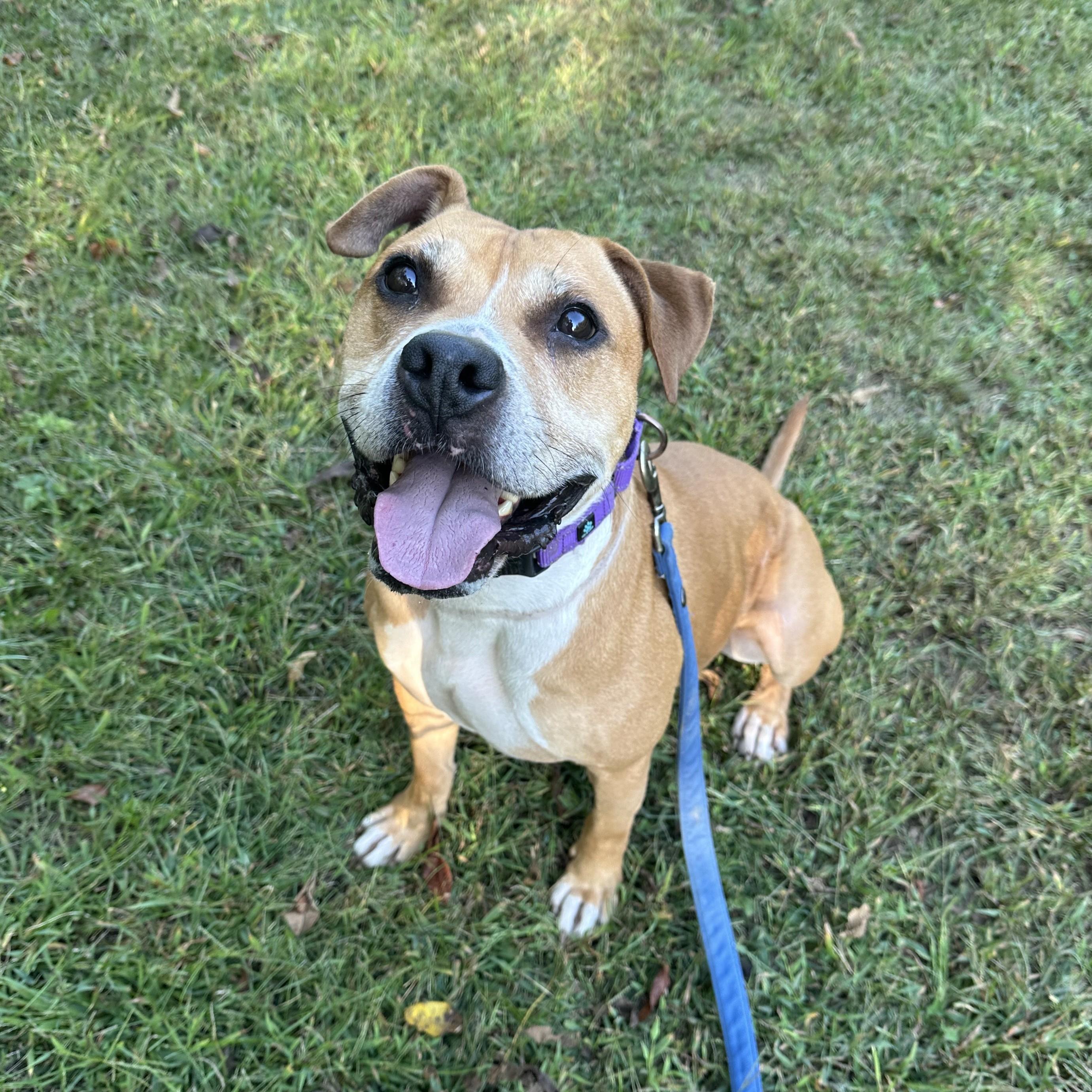 Prince, an adoptable mixed breed in Phoenixville, PA image 6/6