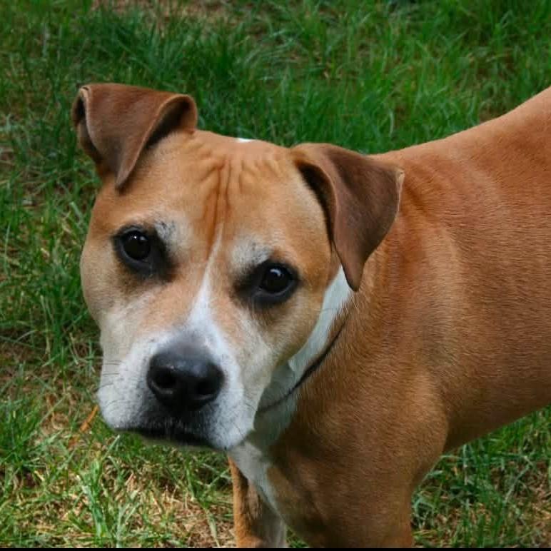 Enlarge Prince, a Adoptable mixed breed in Phoenixville, PA image 1/6