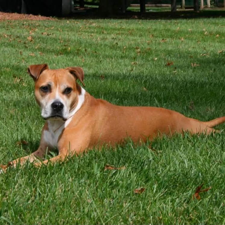 Enlarge Prince, a Adoptable mixed breed in Phoenixville, PA image 2/6