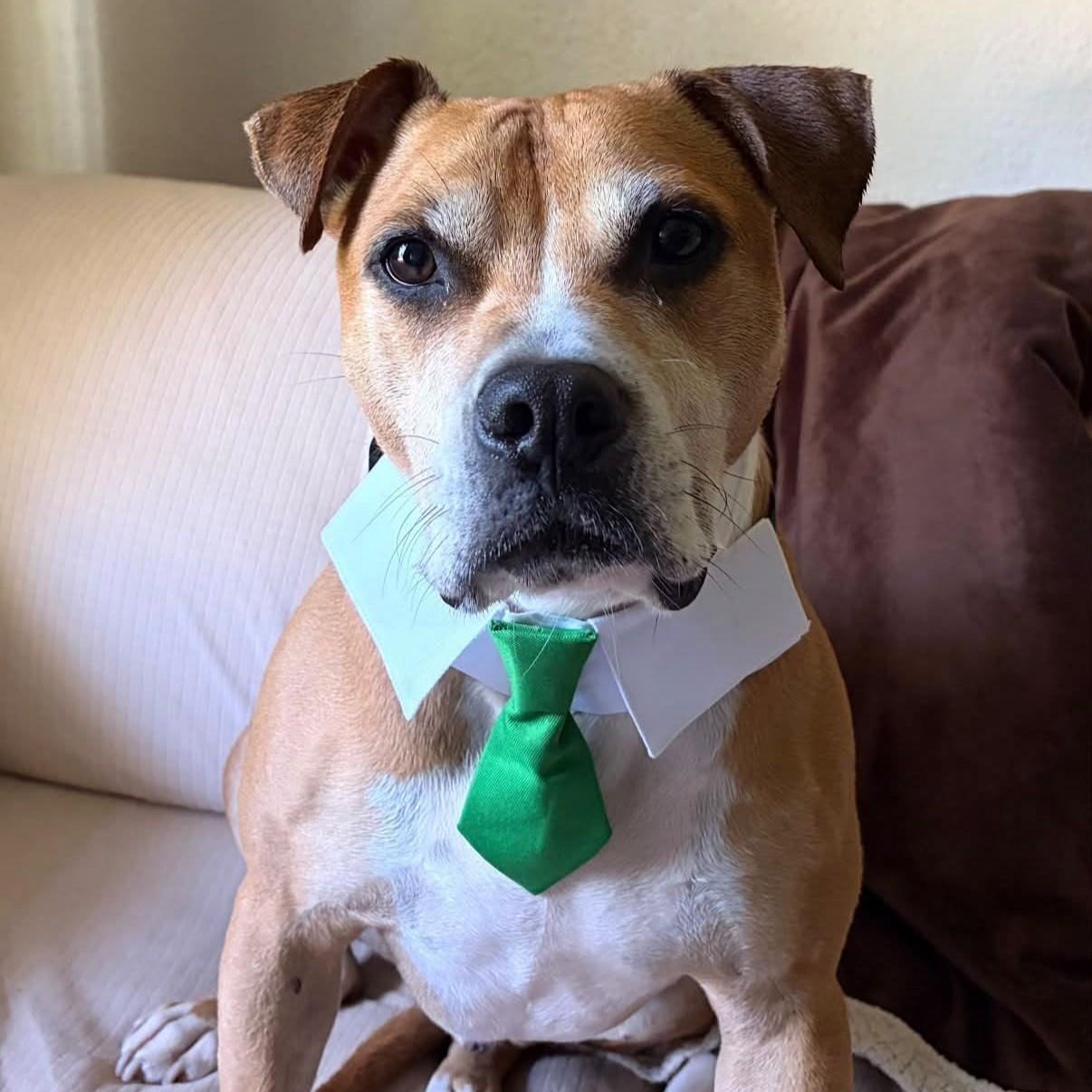Prince, adoptable, Adult Male Pit Bull Terrier.