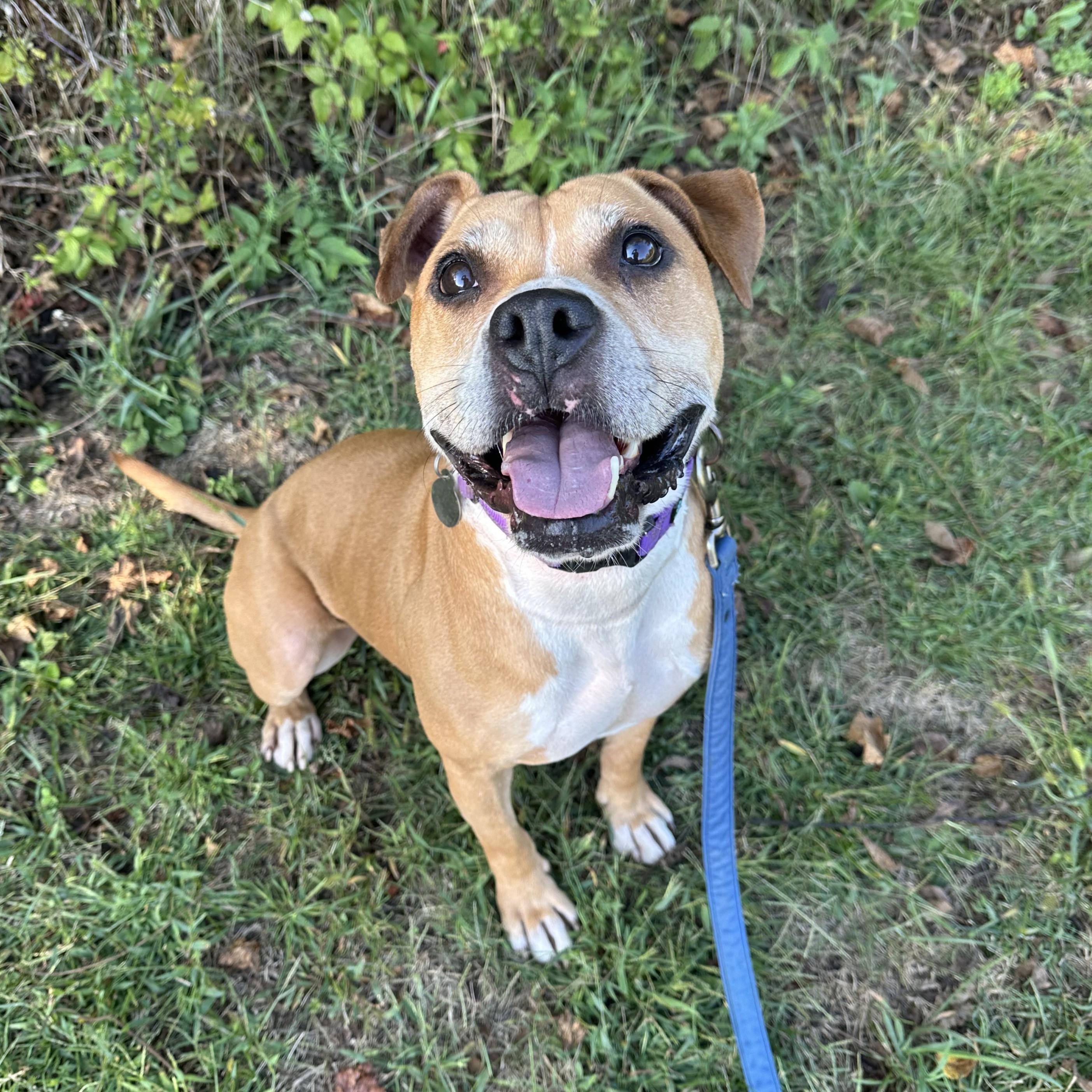 Prince, an adoptable mixed breed in Phoenixville, PA image 1/6