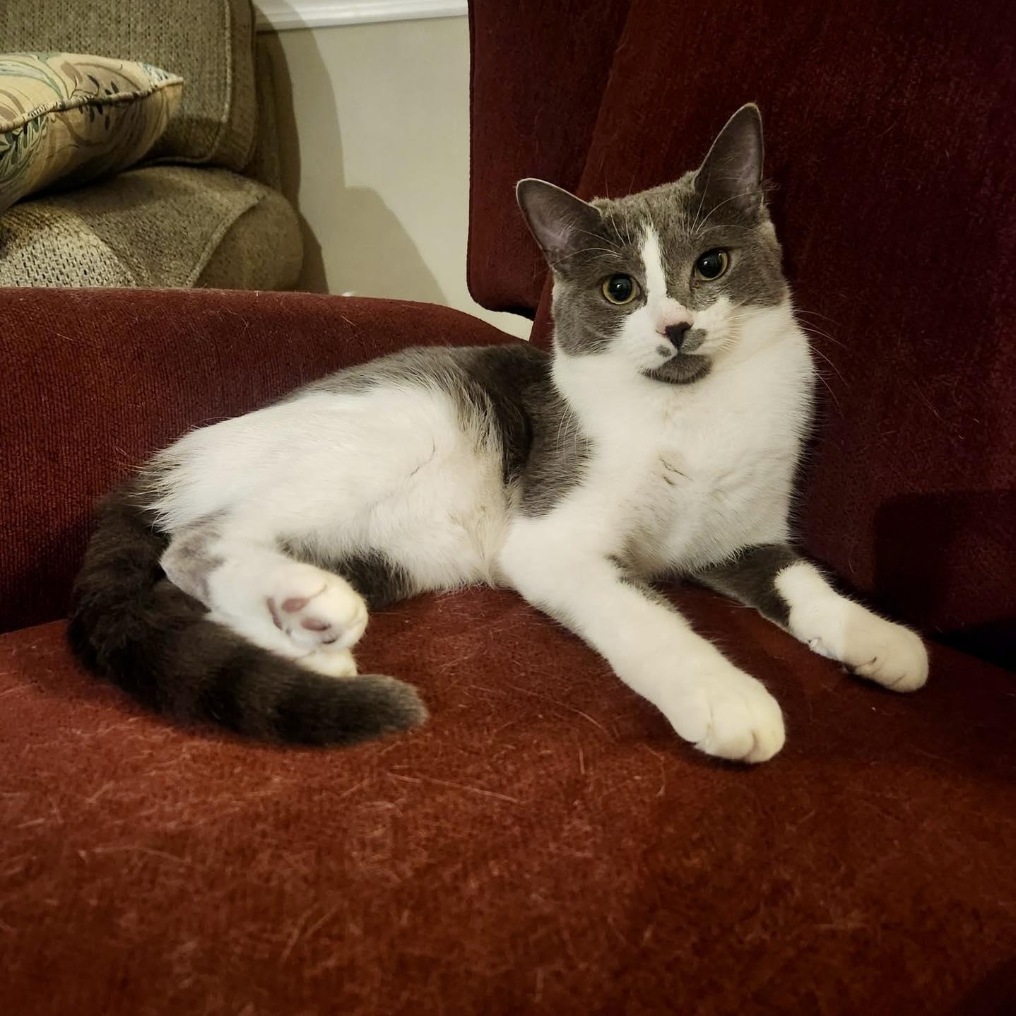 Chessy, Young Female Domestic Short Hair