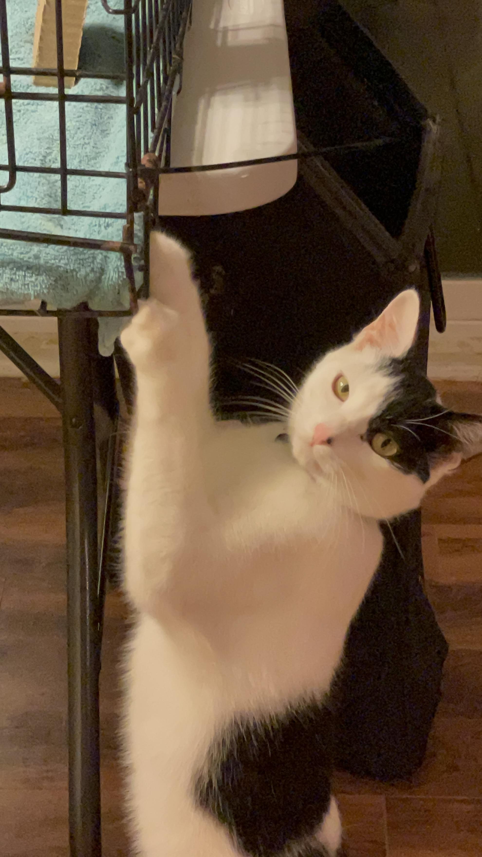 Domino