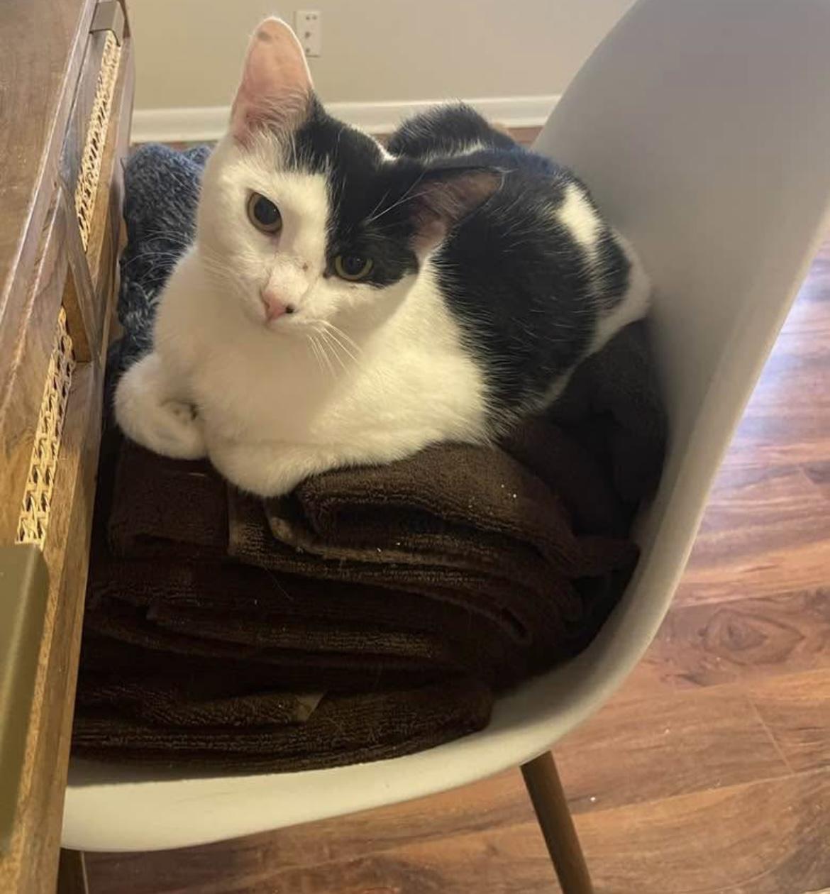 Domino, Young Male unknown