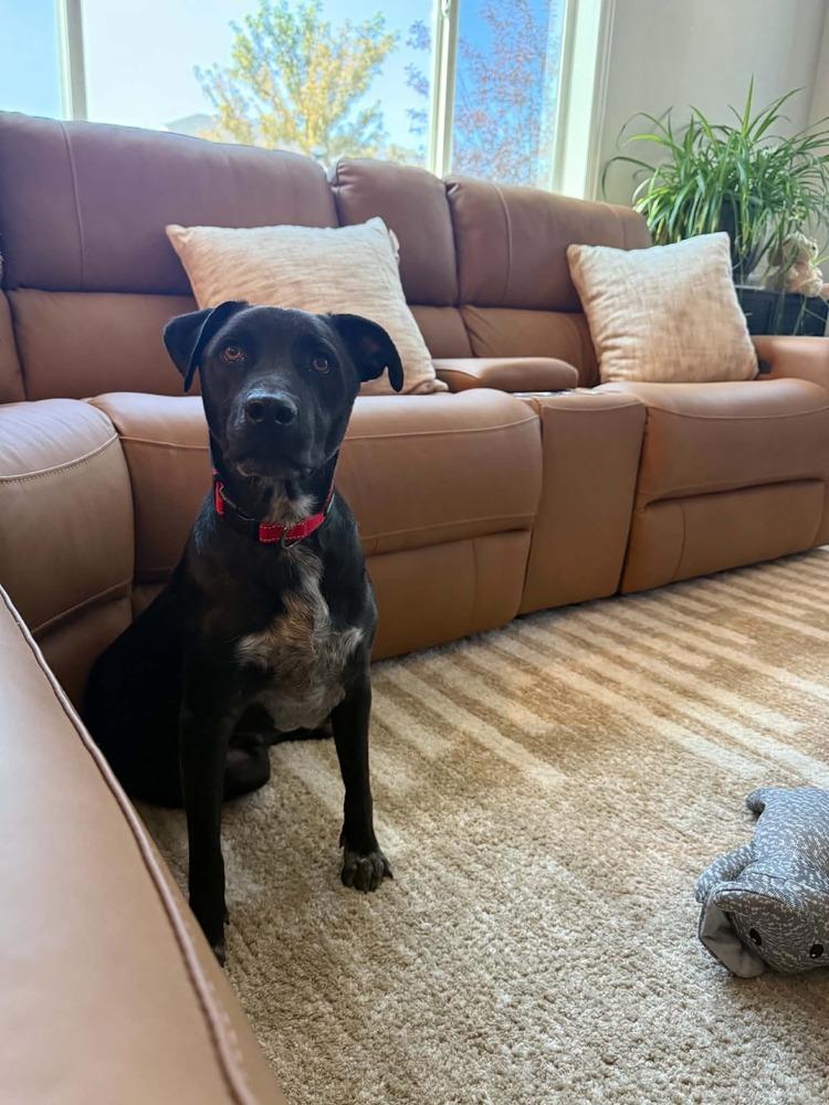 Enlarge Chance, a Adoptable mixed breed in Fort Lupton, CO image 2/4