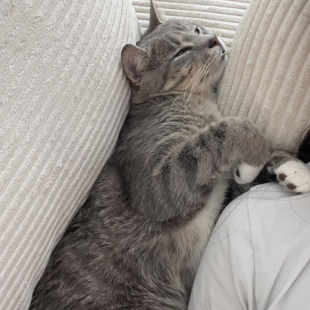 Leoni, a Adoptable Domestic Short Hair in Middle Village, NY image 1/6