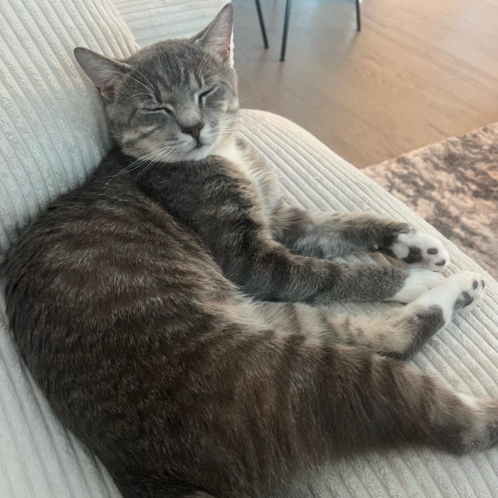 Leoni, a Adoptable Domestic Short Hair in Middle Village, NY image 2/6