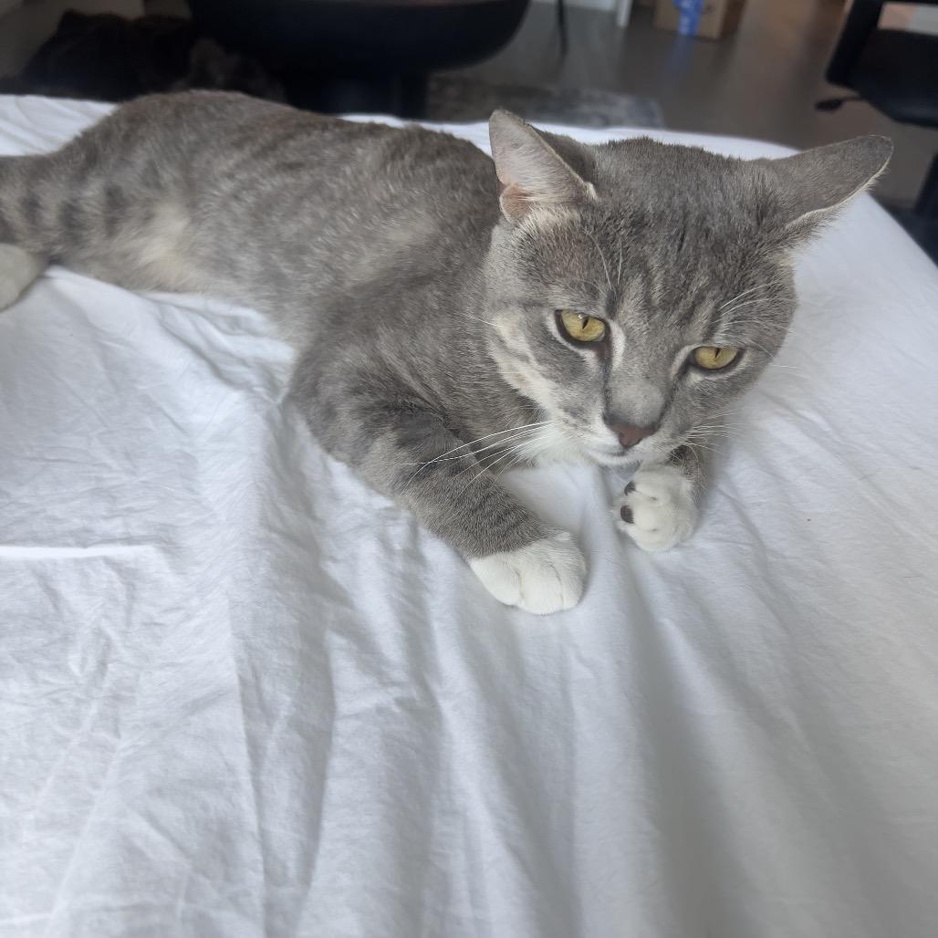 Leoni, a Adoptable Domestic Short Hair in Middle Village, NY image 3/6