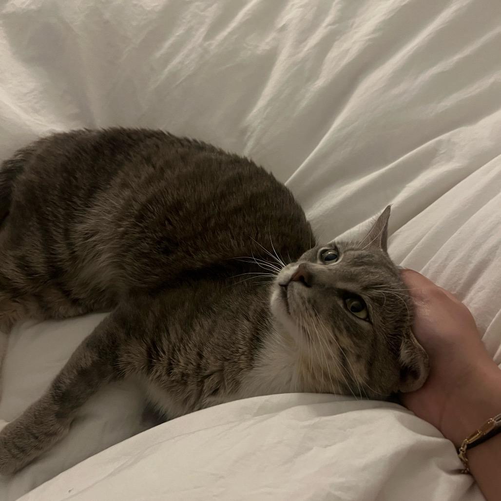 Leoni, a Adoptable Domestic Short Hair in Middle Village, NY image 4/6