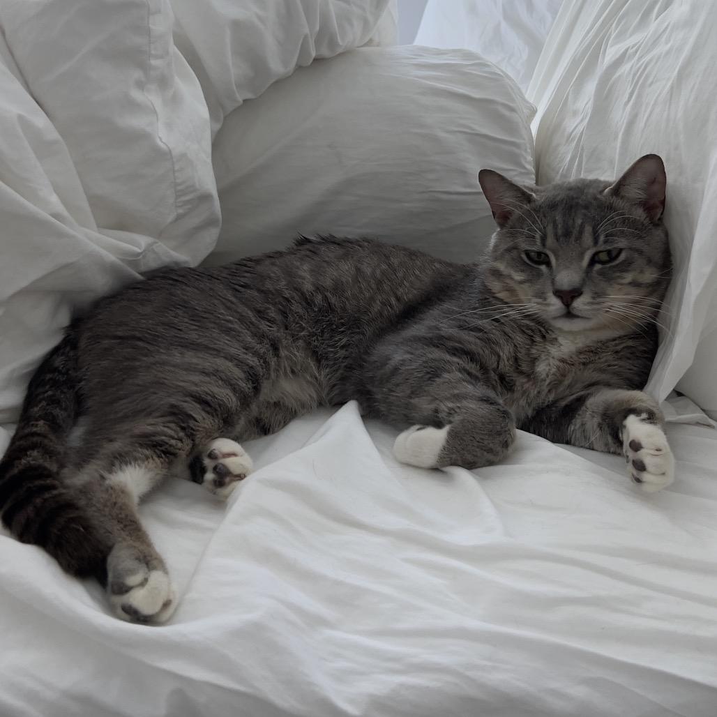 Leoni, a Adoptable Domestic Short Hair in Middle Village, NY image 5/6