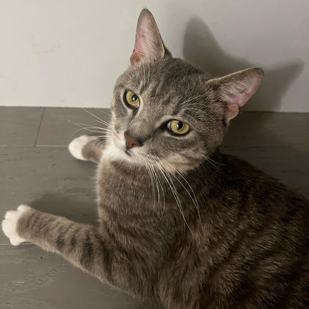 Leoni, a Adoptable Domestic Short Hair in Middle Village, NY image 6/6