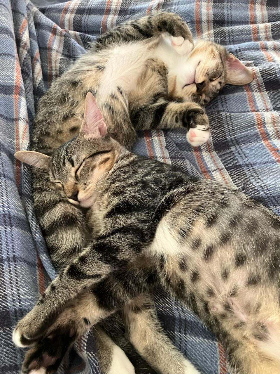 Techno & Geisha BONDED, Adoptable, Kitten Female Domestic Short Hair.