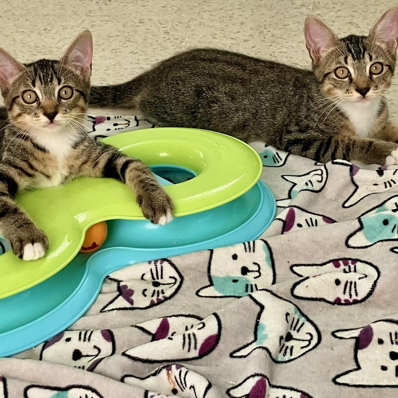 Enlarge Techno & Geisha BONDED, a Adoptable Domestic Short Hair in Mount Laurel, NJ image 2/2