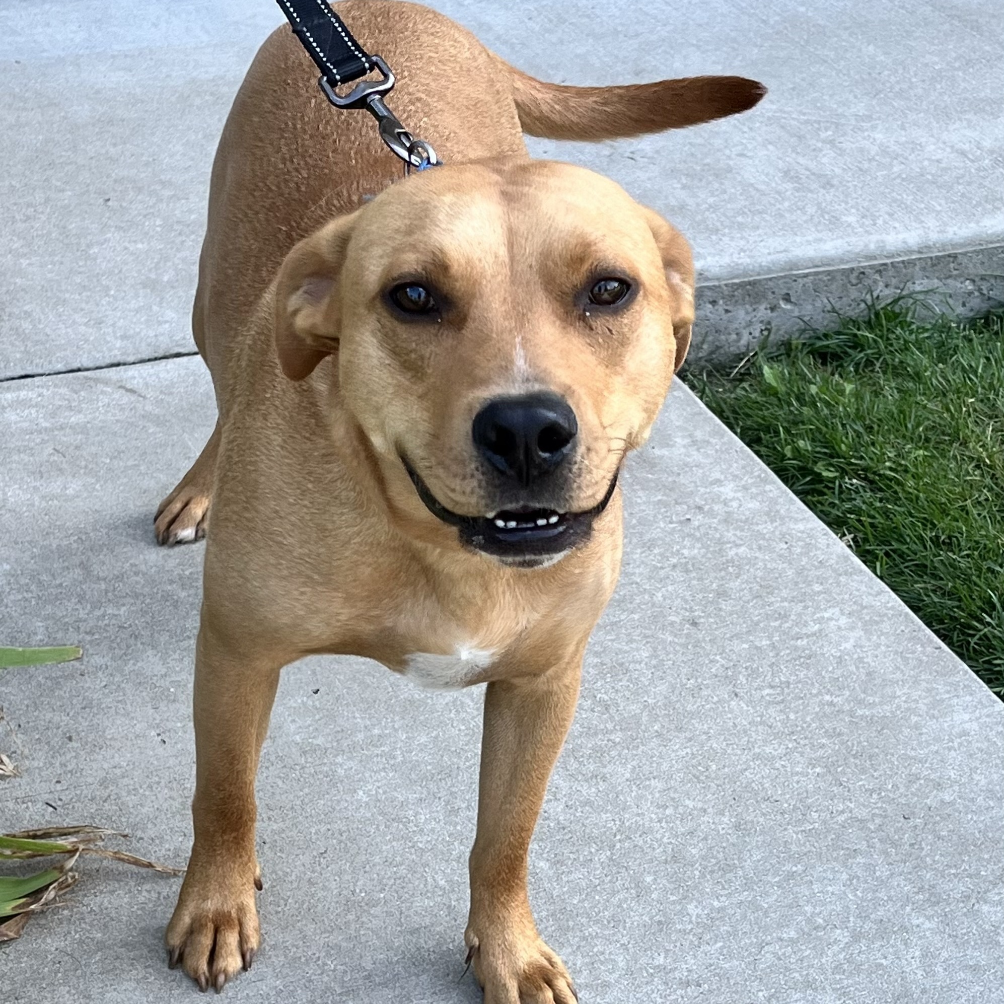 Enlarge Fred, a Adoptable mixed breed in Orland Park, IL image 4/6