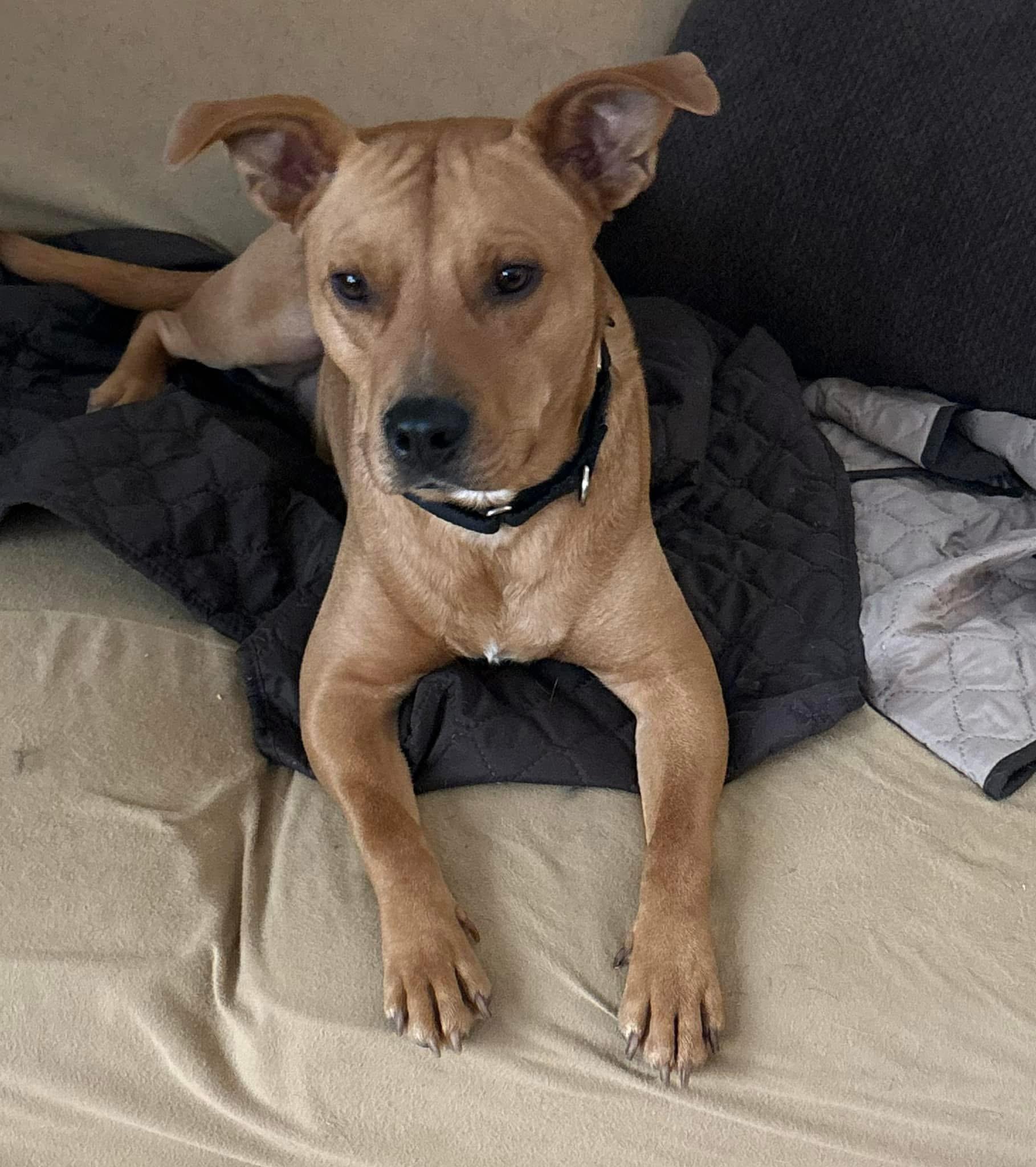 Enlarge Fred, a Adoptable mixed breed in Orland Park, IL image 2/6