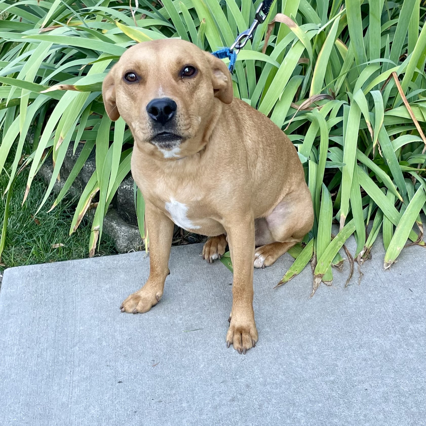 Enlarge Fred, a Adoptable mixed breed in Orland Park, IL image 6/6